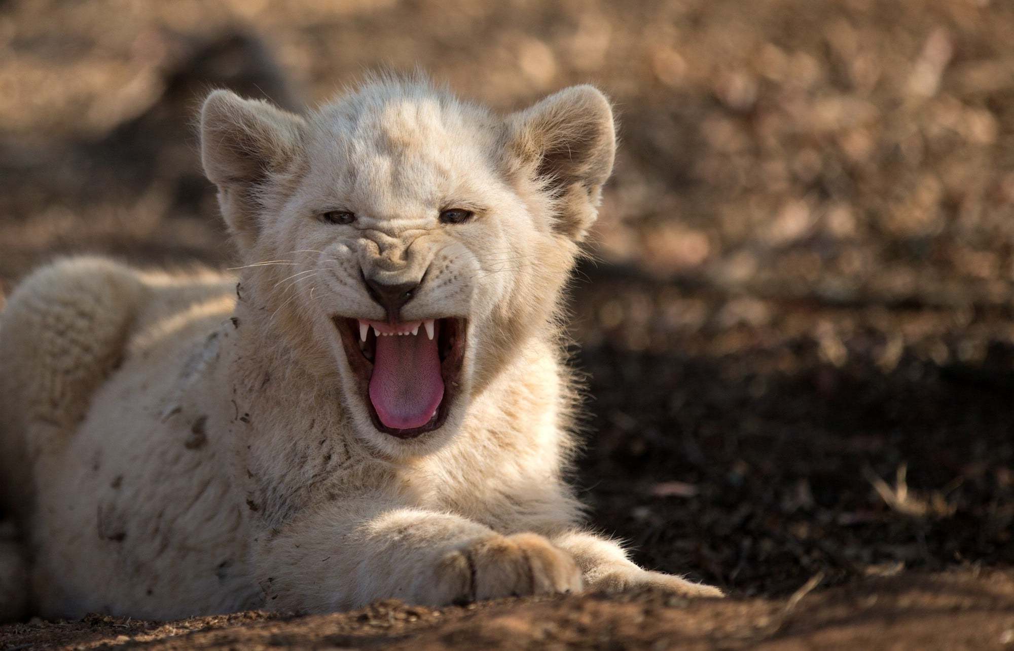 828832 télécharger l'image lion blanc, animaux, bébé animal, lionceau, rugir - fonds d'écran et économiseurs d'écran gratuits