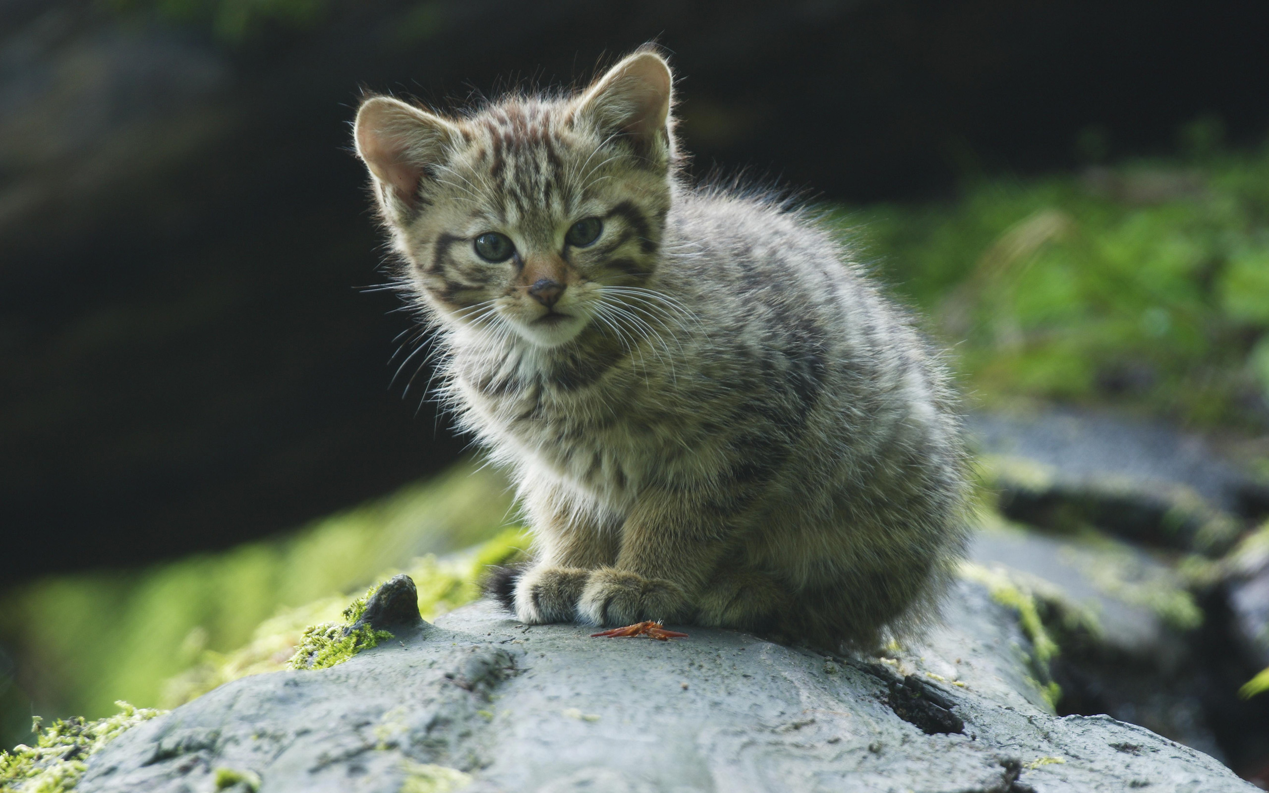 Descarga gratuita de fondo de pantalla para móvil de Animales, Gatos, Gato.