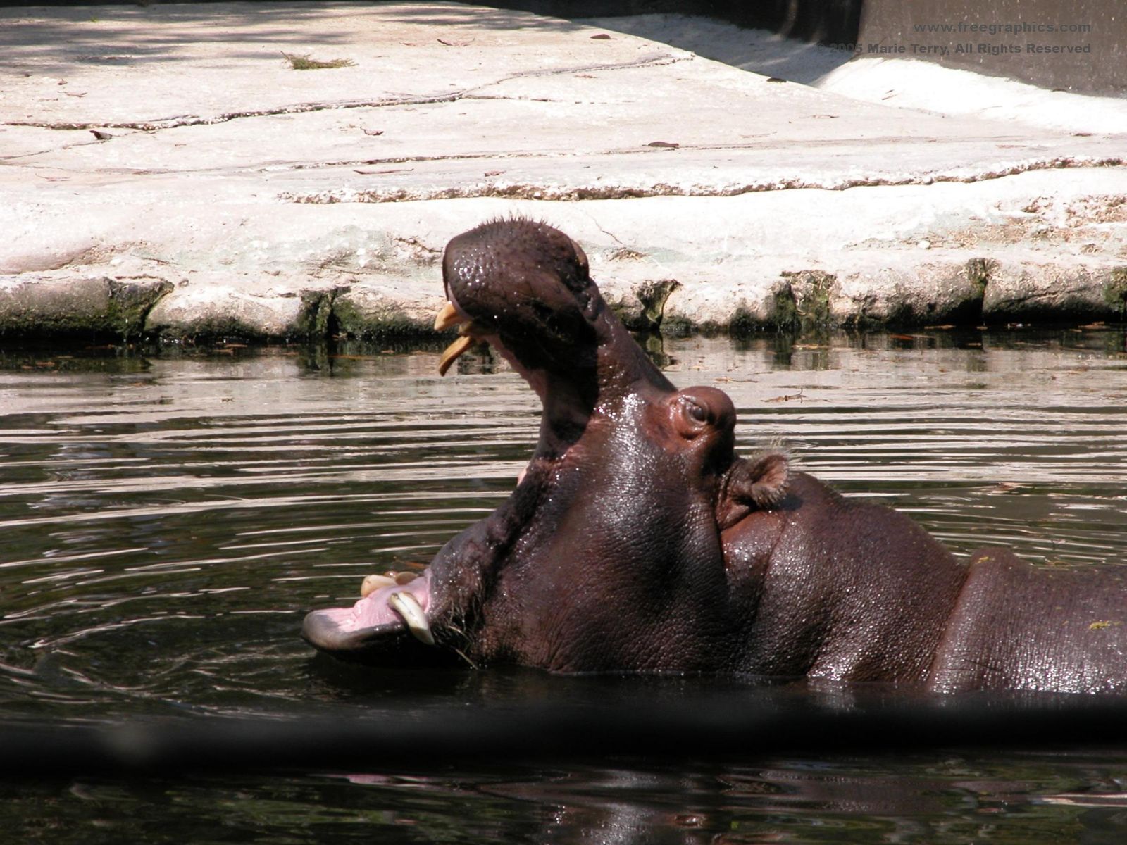 Télécharger des fonds d'écran Hippopotame HD