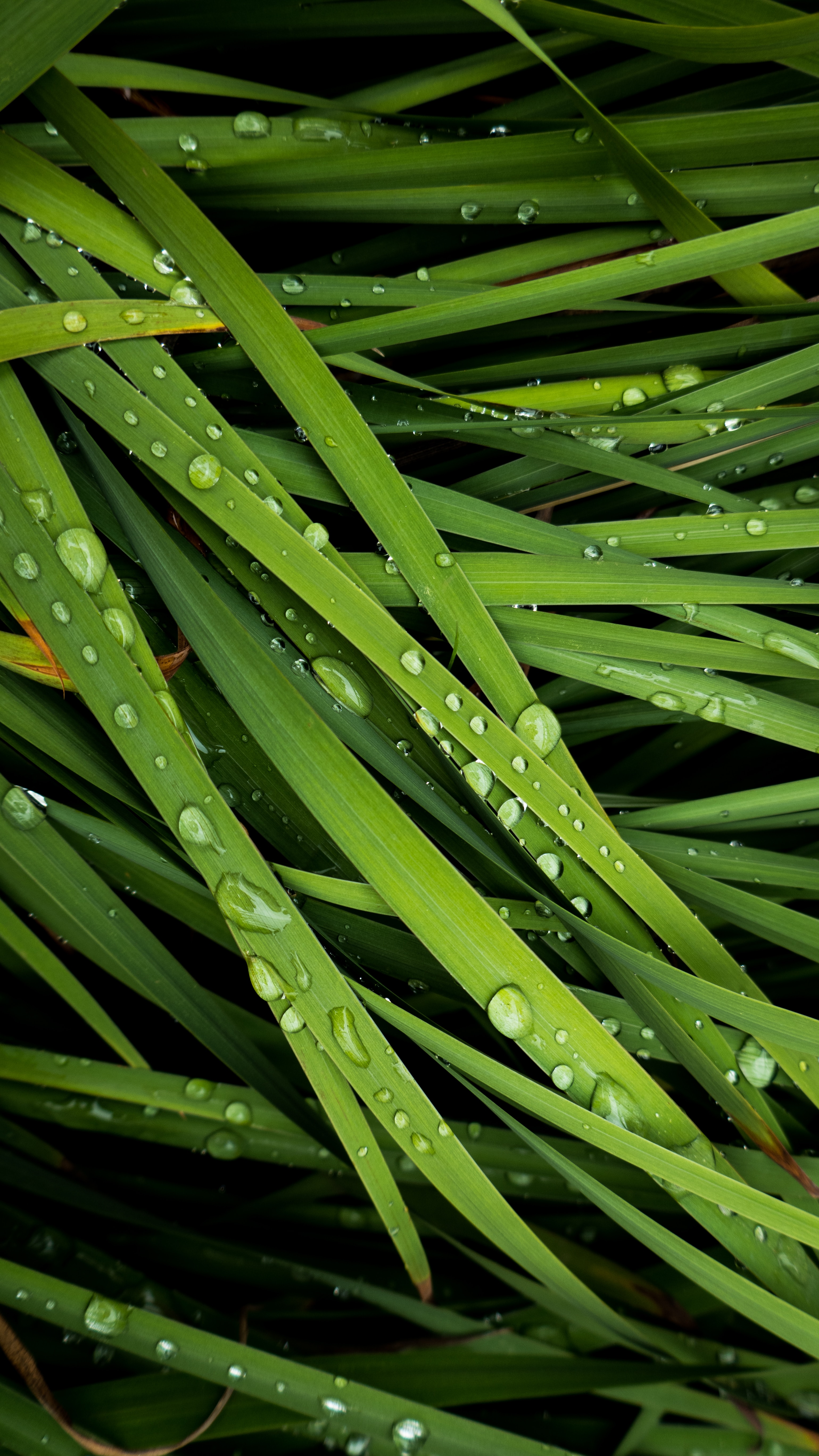 grass, drops, dew, macro