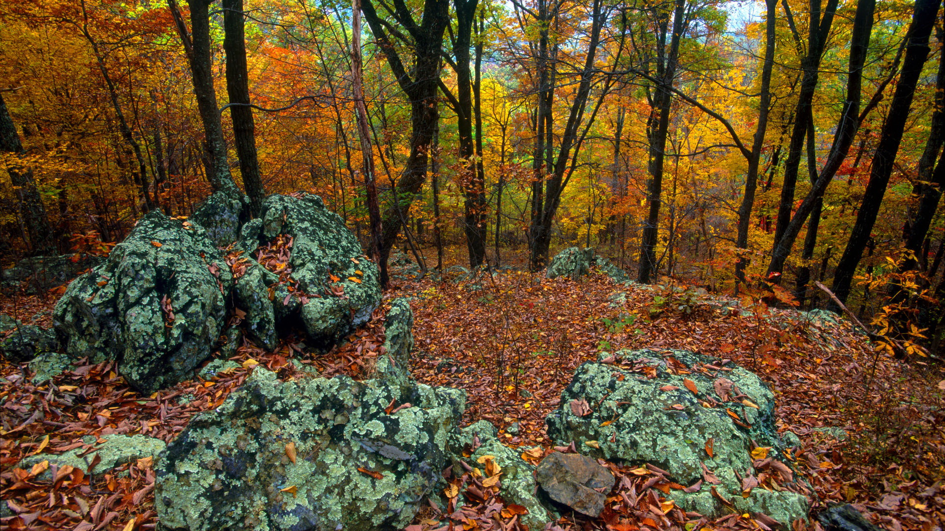 Descarga gratuita de fondo de pantalla para móvil de Otoño, Tierra/naturaleza.