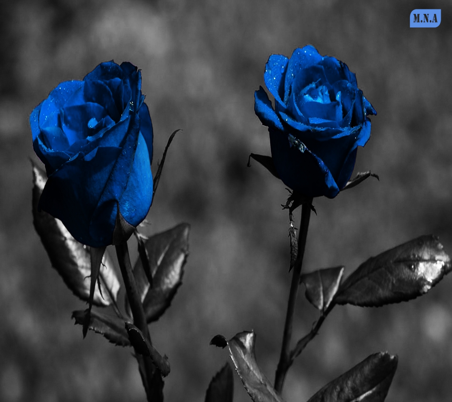 Descarga gratuita de fondo de pantalla para móvil de Flores, Rosa, Flor, Tierra/naturaleza.