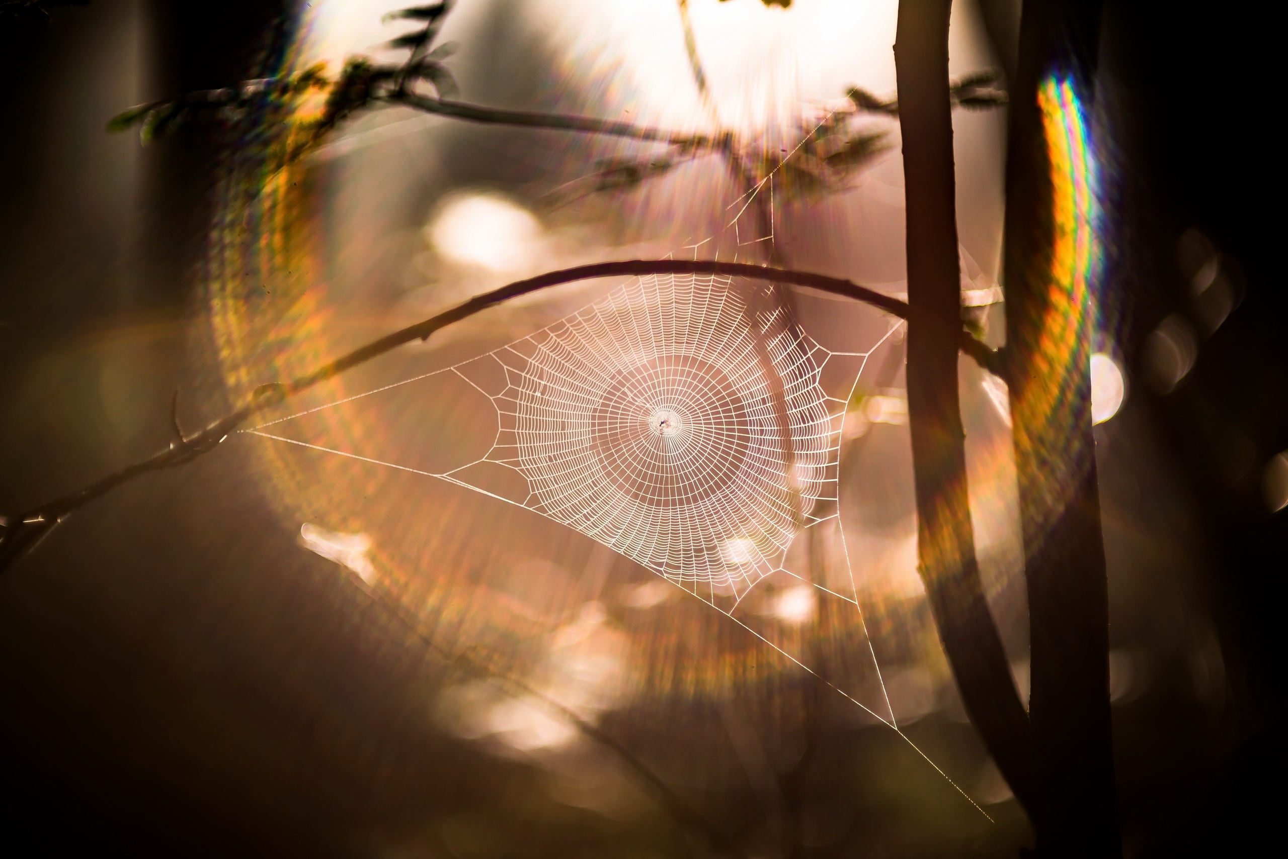 Baixar papel de parede para celular de Fechar Se, Fotografia, Ensolarado, Teia De Aranha gratuito.