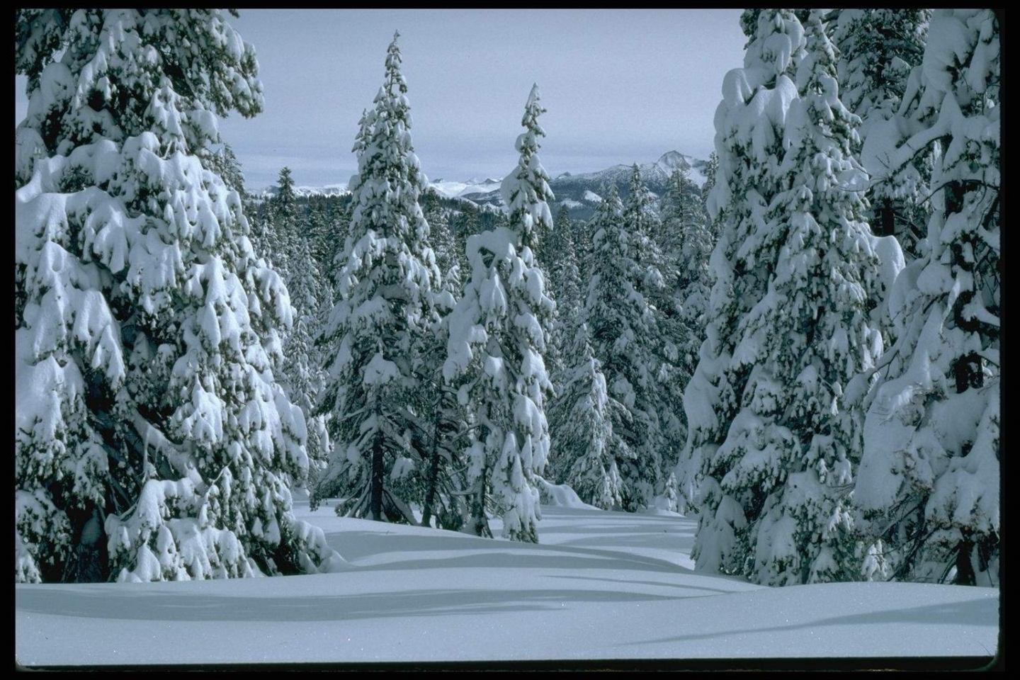 PCデスクトップに冬, 木, モミの木, 風景画像を無料でダウンロード