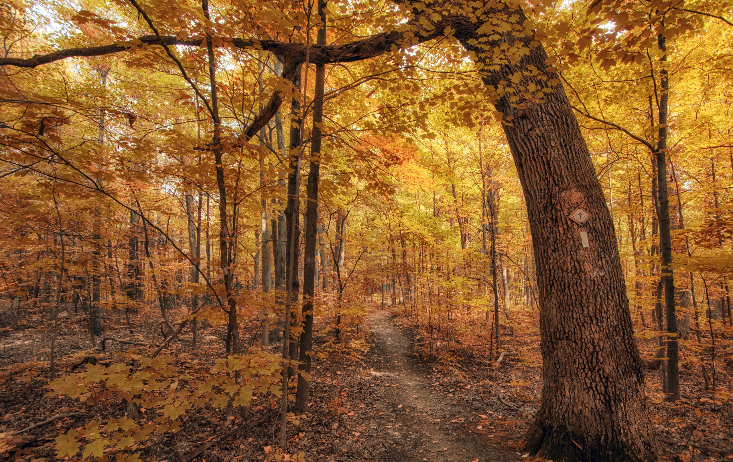 Handy-Wallpaper Natur, Herbst, Wald, Baum, Pfad, Erde/natur kostenlos herunterladen.