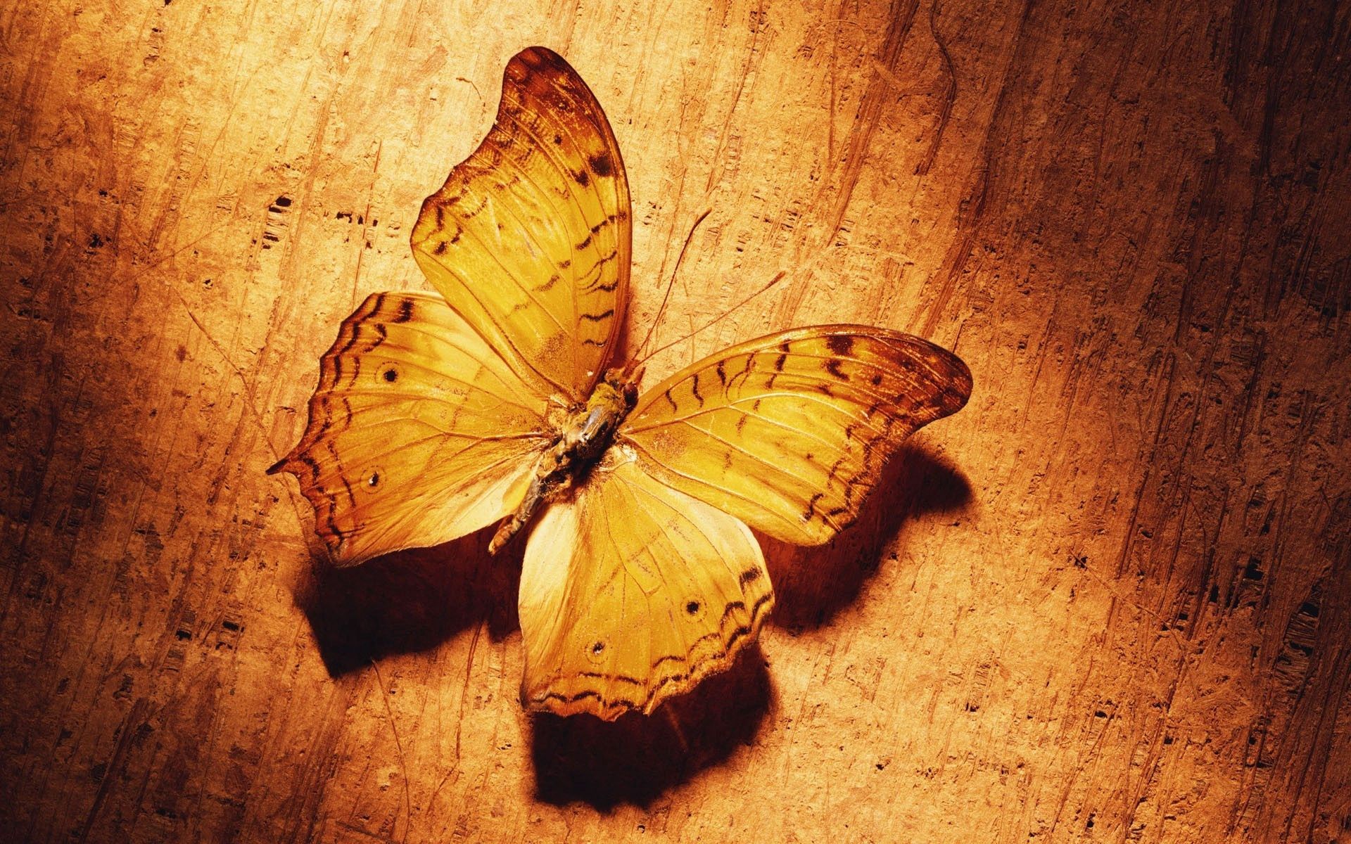 Download mobile wallpaper Macro, Shadow, Wings, Surface, Pattern, Butterfly for free.