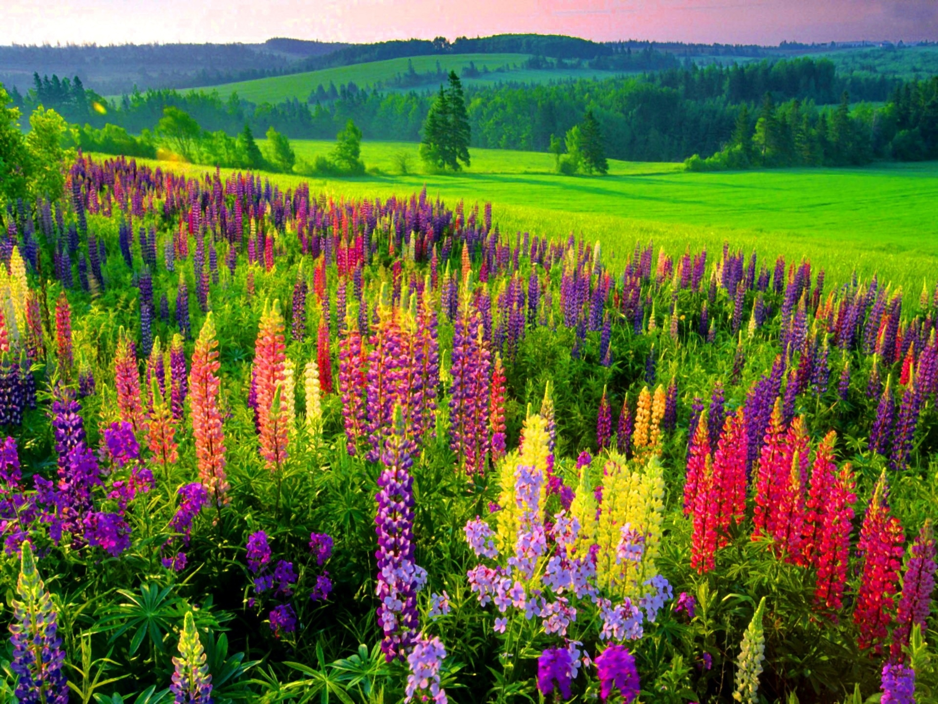 748353 скачать картинку весна, люпин, луга, земля/природа, красочный, цвета, поле, цветок, фиолетовый цветок, дерево - обои и заставки бесплатно