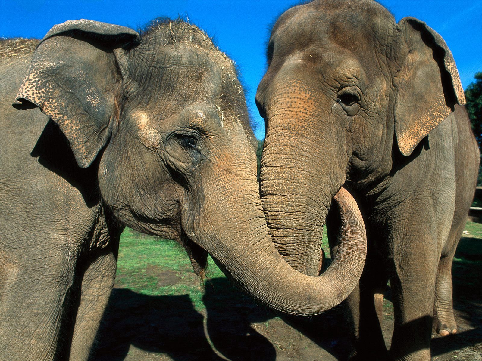 80043 скачать картинку слоны, животные, пара, забота, хобот - обои и заставки бесплатно