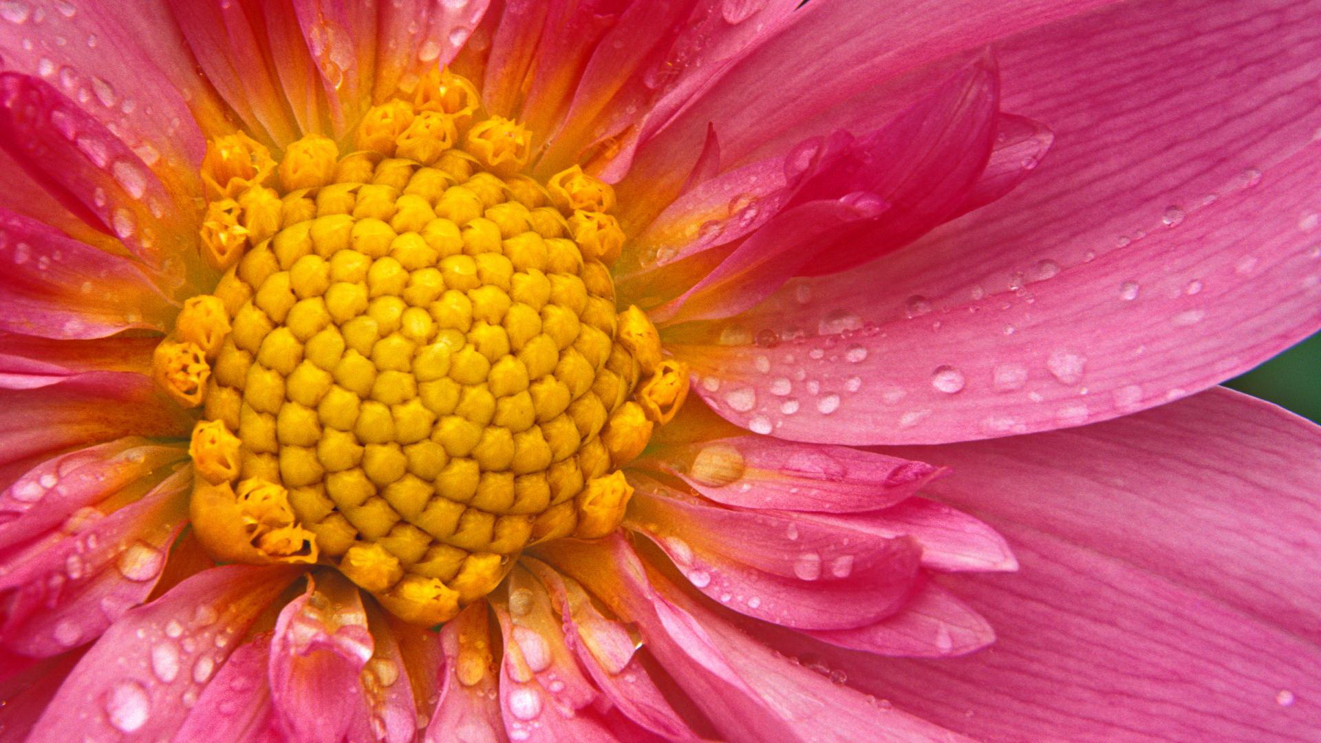 Download mobile wallpaper Flowers, Flower, Close Up, Earth, Petal, Daisy, Water Drop, Pink Flower for free.