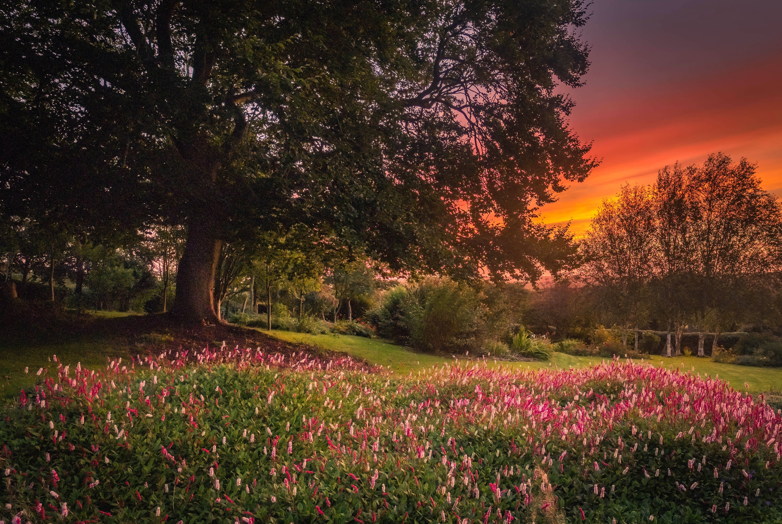 Handy-Wallpaper Landschaft, Natur, Blume, Baum, Garten, Fotografie, Sonnenuntergang kostenlos herunterladen.