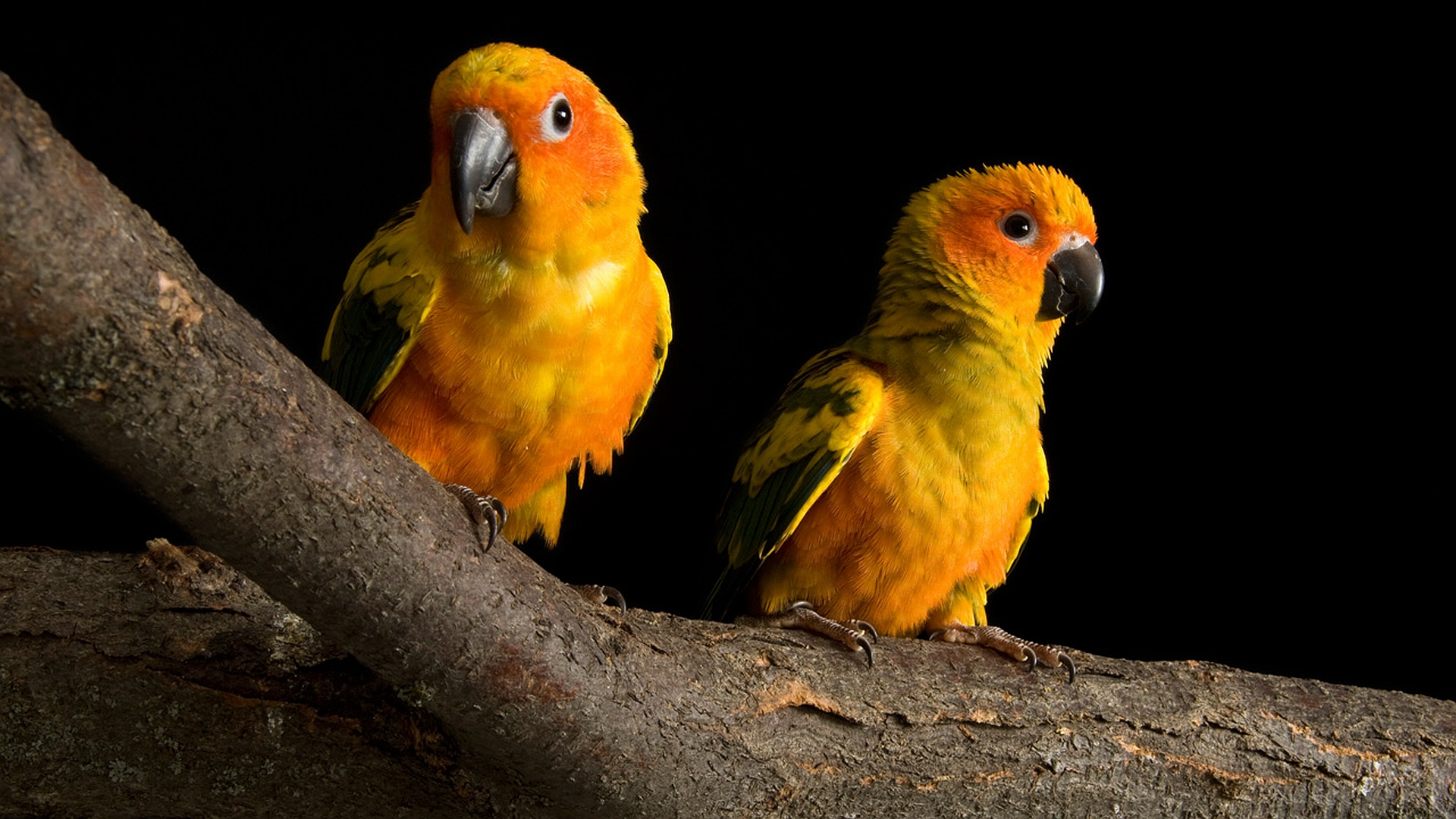 animal, sun parakeet, birds