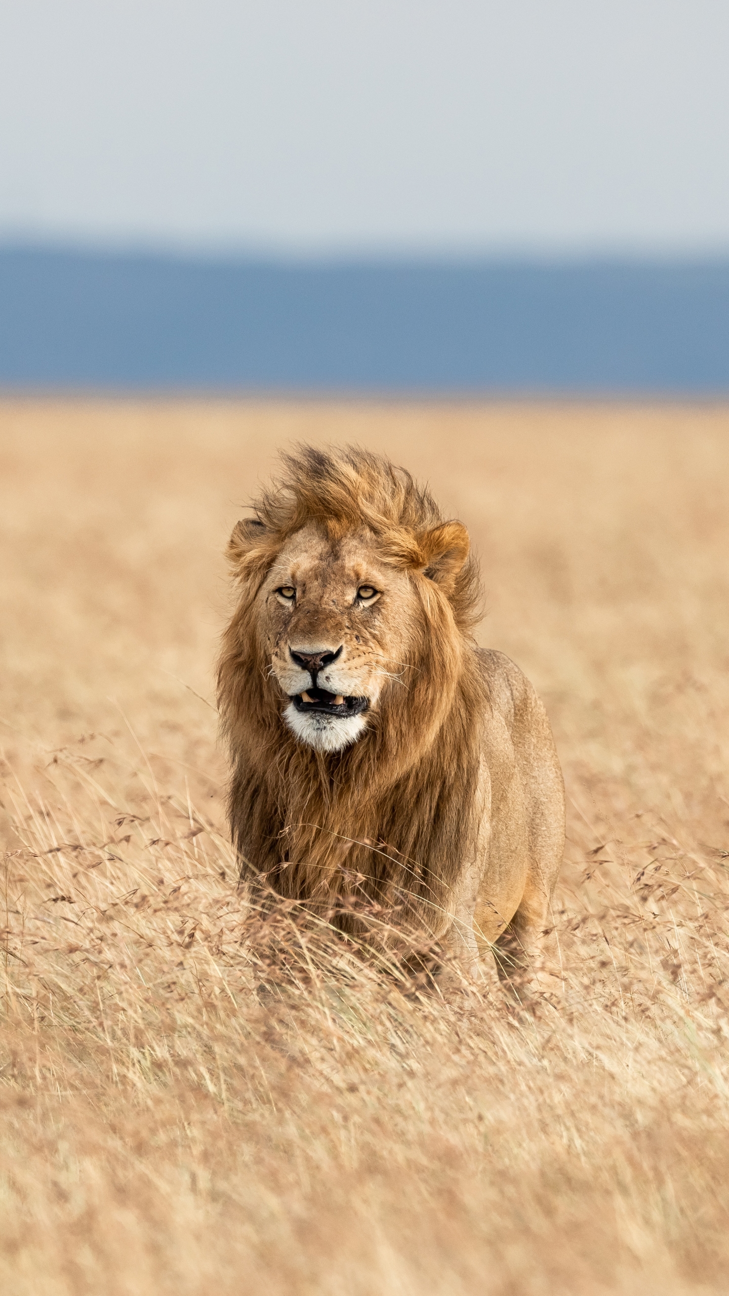 Téléchargez des papiers peints mobile Animaux, Chats, Lion, Profondeur De Champ gratuitement.