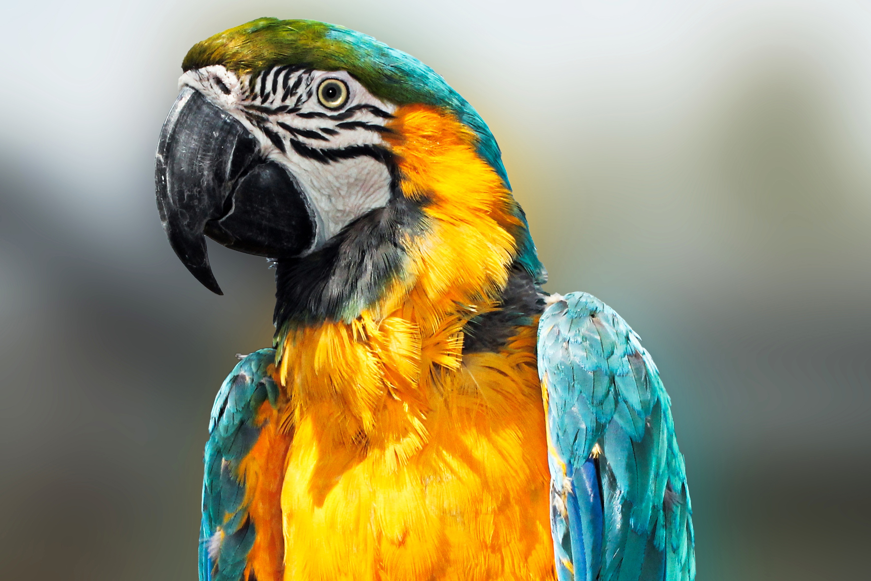 143360 télécharger l'image perroquets, animaux, plumes, oiseau, le bec, bec, couleur - fonds d'écran et économiseurs d'écran gratuits