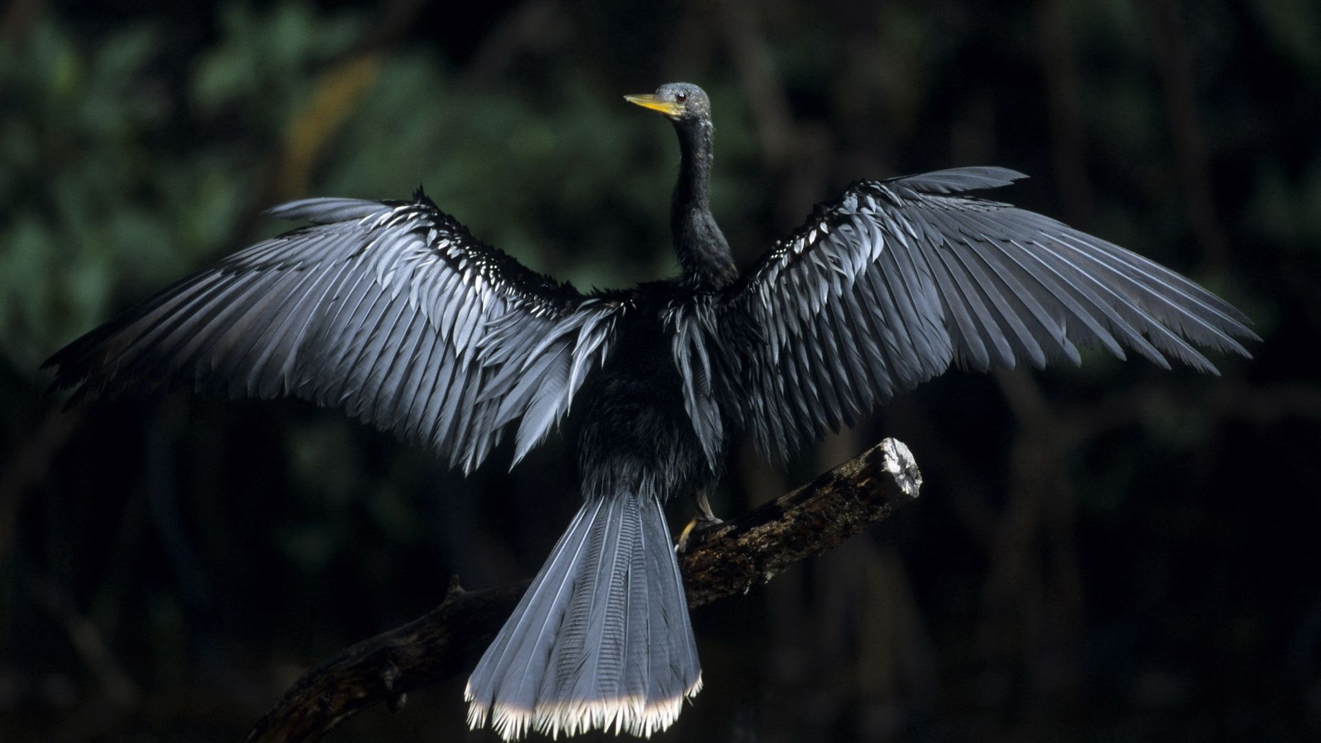 animals, bird, plumage, wingspan
