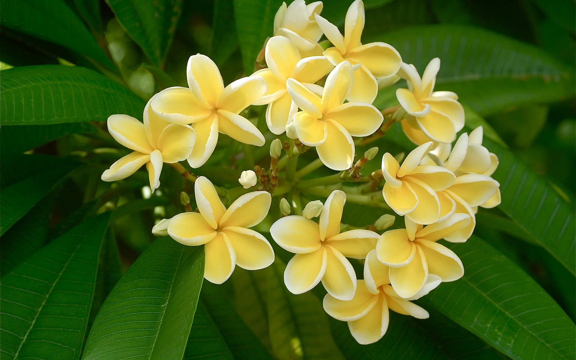 Download mobile wallpaper Frangipani, Flowers, Earth for free.