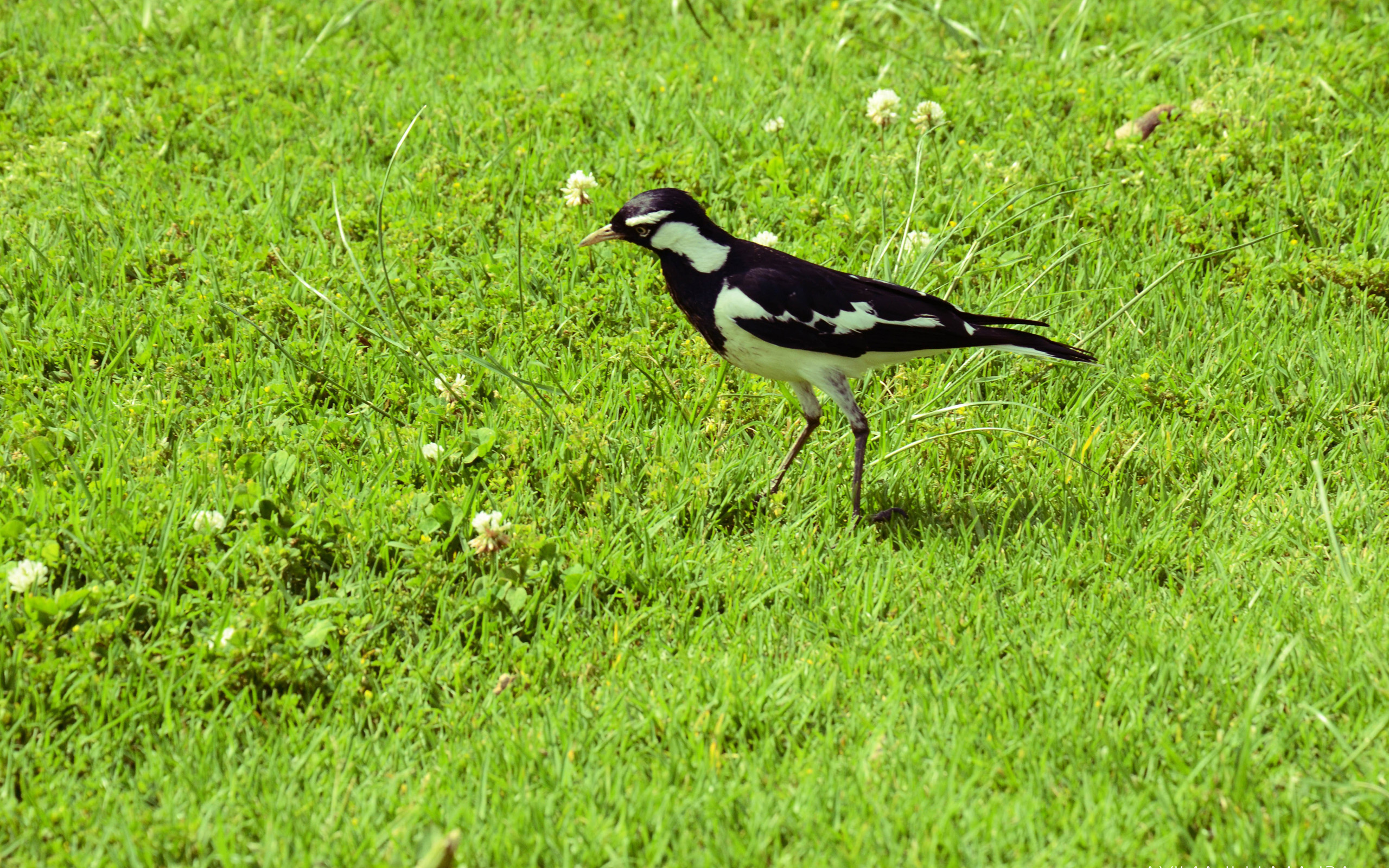 Free download wallpaper Bird, Birds, Animal on your PC desktop