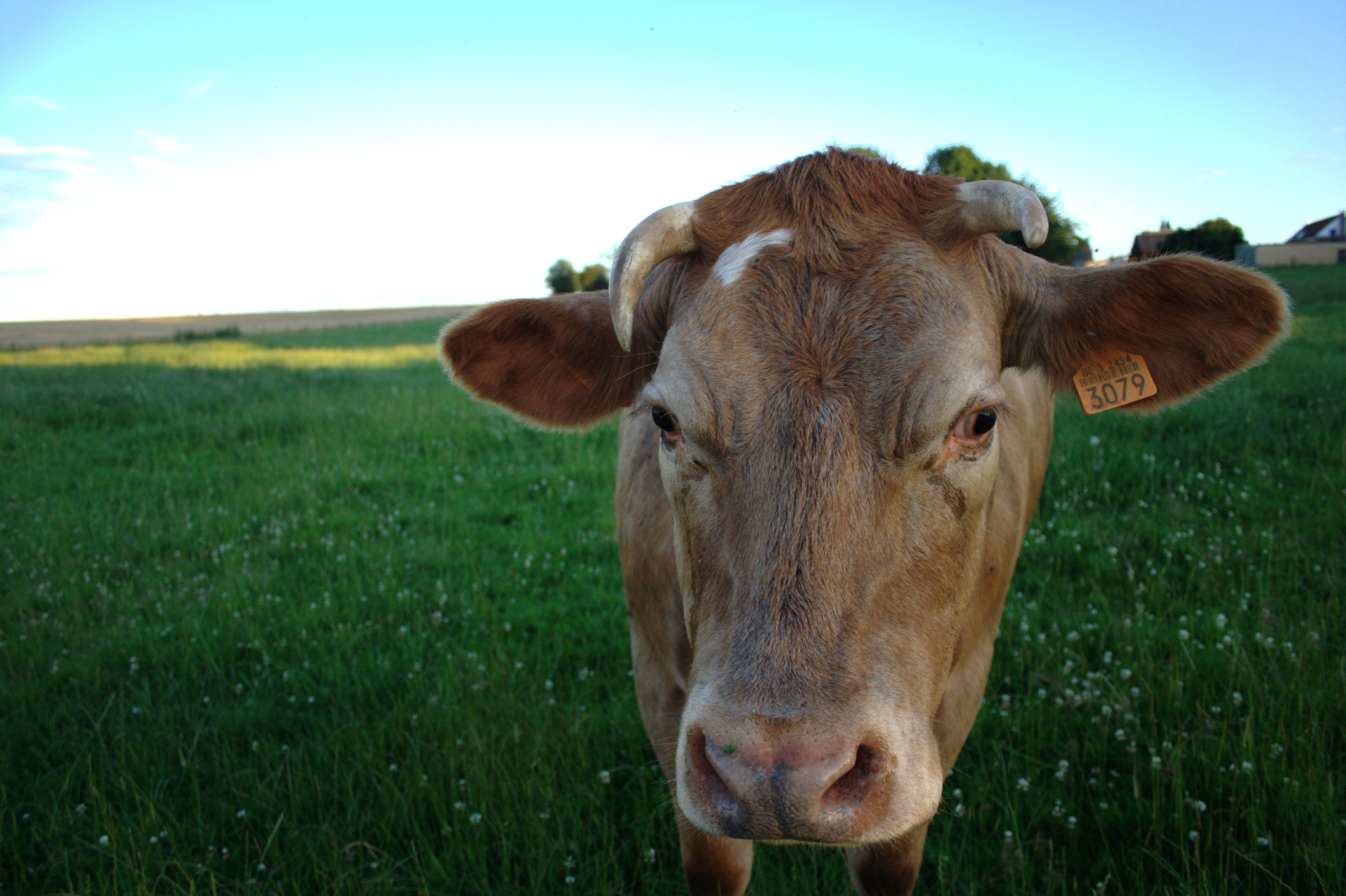 Download PC Wallpaper field, animals, meadow, cow
