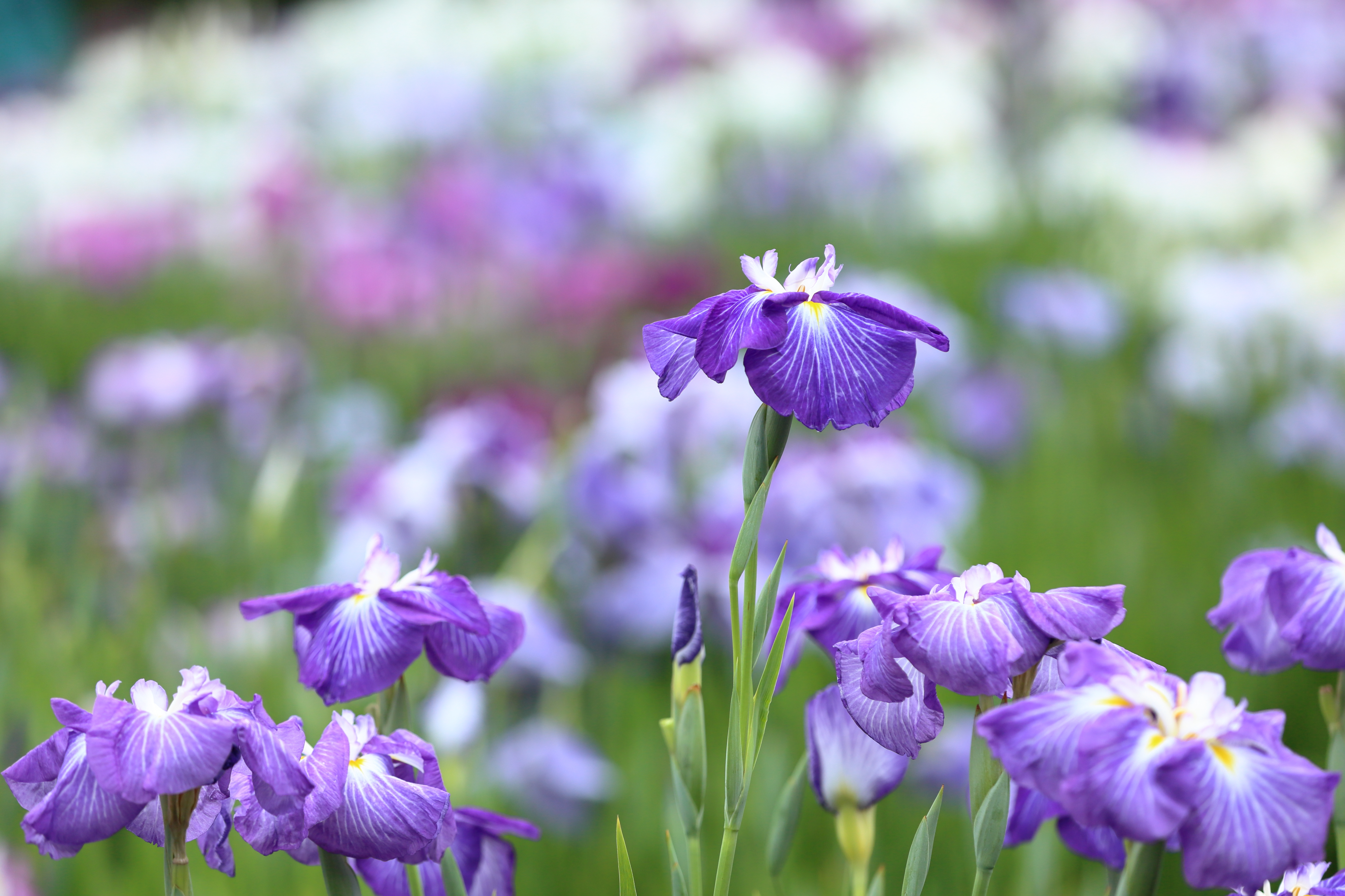 Téléchargez gratuitement l'image Fleurs, Iris, Fleur, Macro, Fleur Mauve, Terre/nature sur le bureau de votre PC