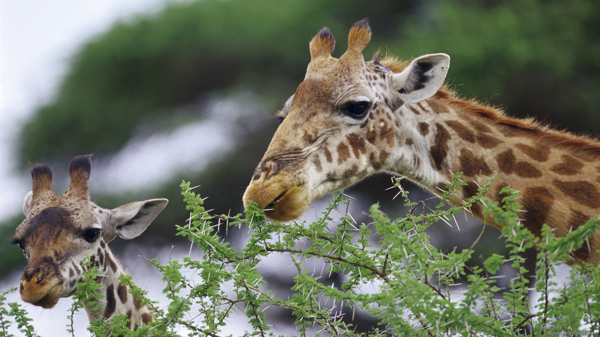 Téléchargez des papiers peints mobile Animaux, Girafe gratuitement.