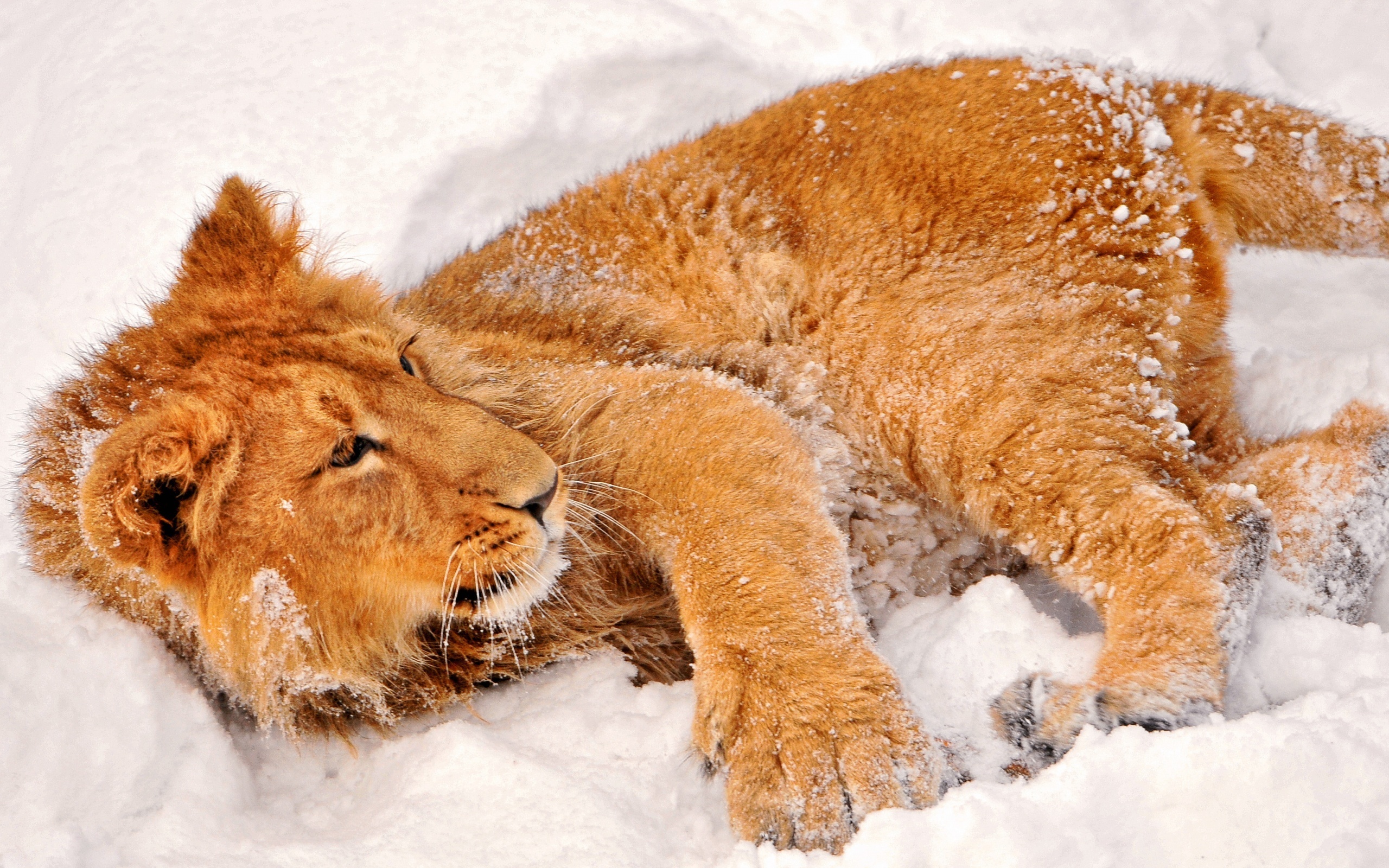 Descarga gratuita de fondo de pantalla para móvil de Animales, Gatos, León.