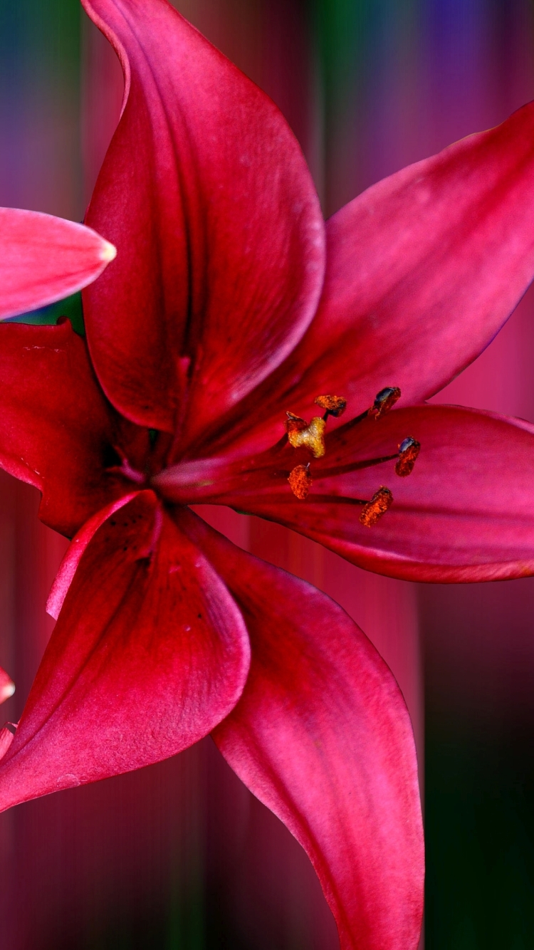 Скачати мобільні шпалери Квітка, Лілія, Художній, Рожева Квітка, Флауерзи безкоштовно.