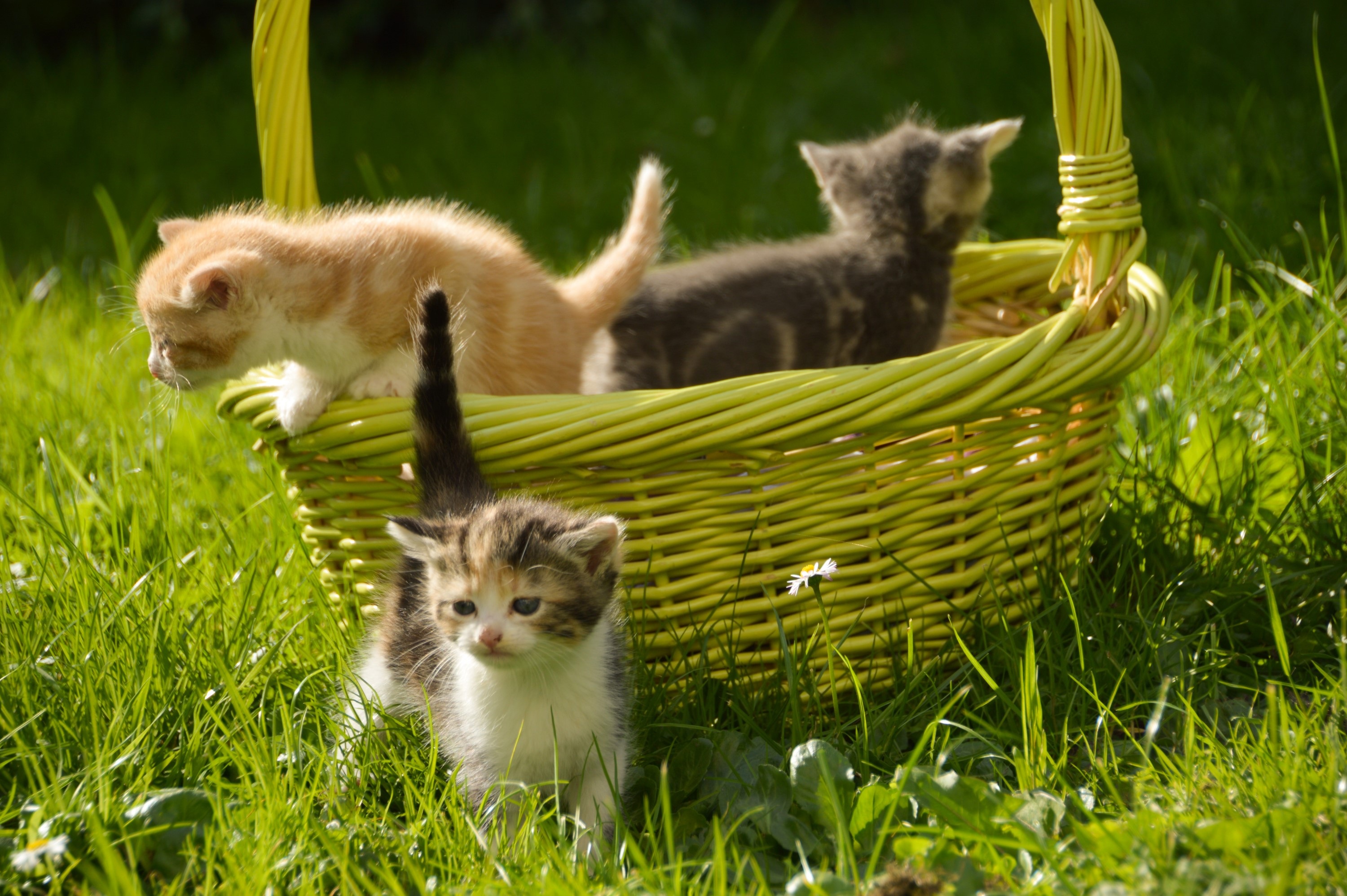 無料モバイル壁紙動物, ネコ, 猫, 子猫, 赤ちゃん動物をダウンロードします。