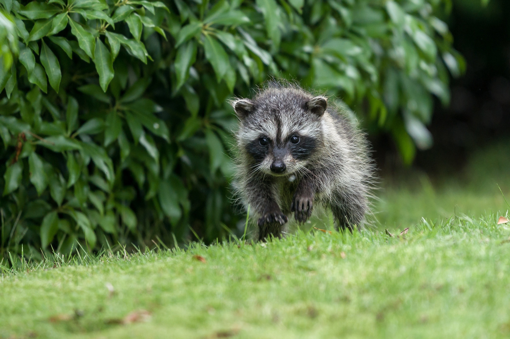 Free download wallpaper Animal, Raccoon, Baby Animal on your PC desktop