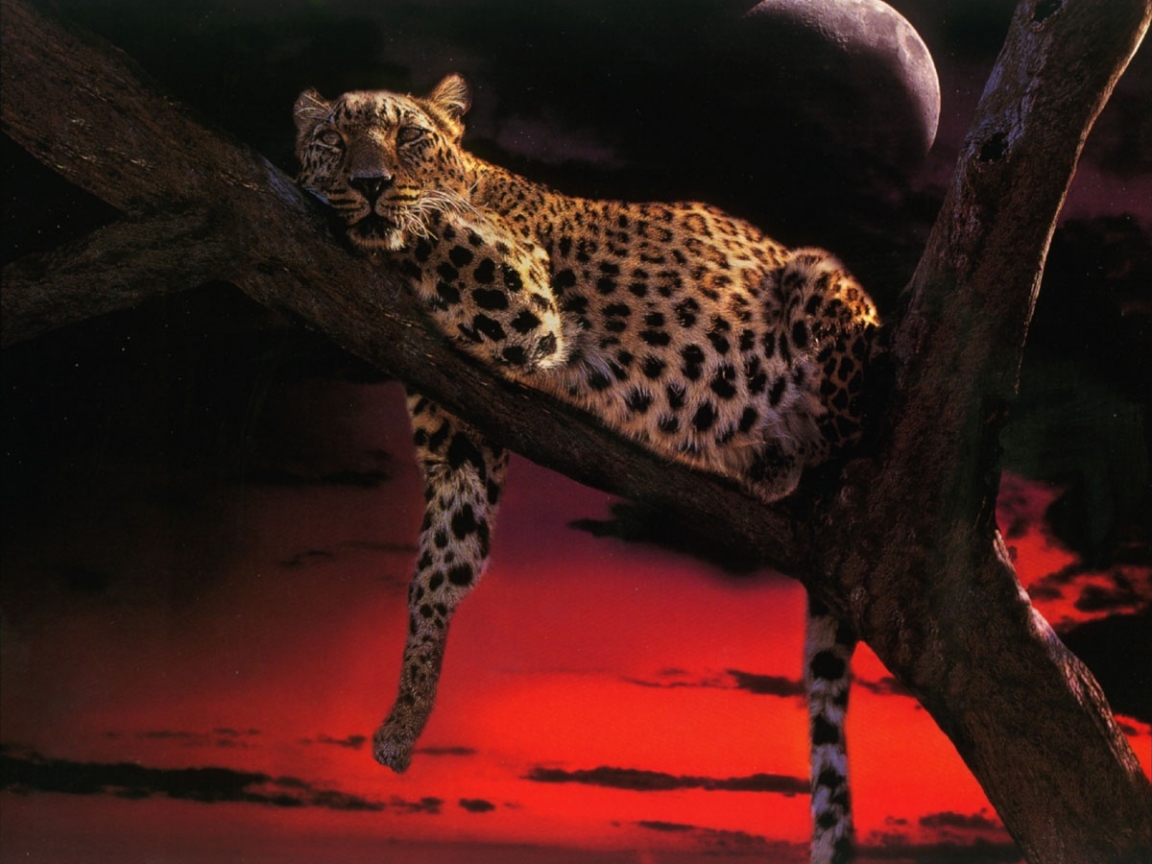 8038 descargar fondo de pantalla animales, leopardos: protectores de pantalla e imágenes gratis