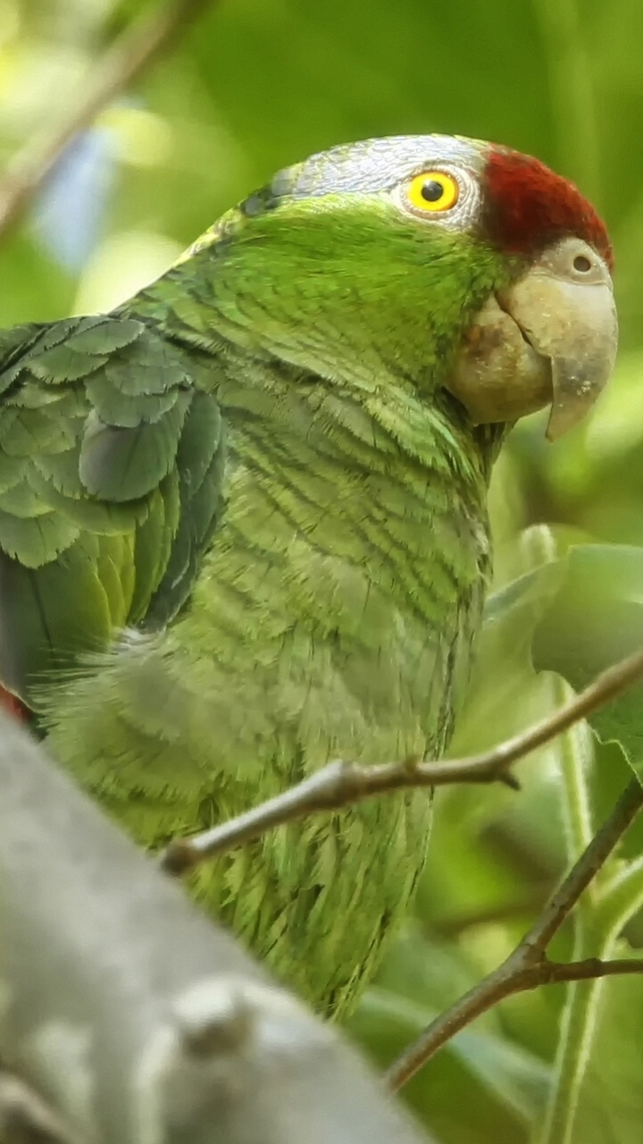 Download mobile wallpaper Birds, Leaf, Animal, Bokeh, Parrot for free.