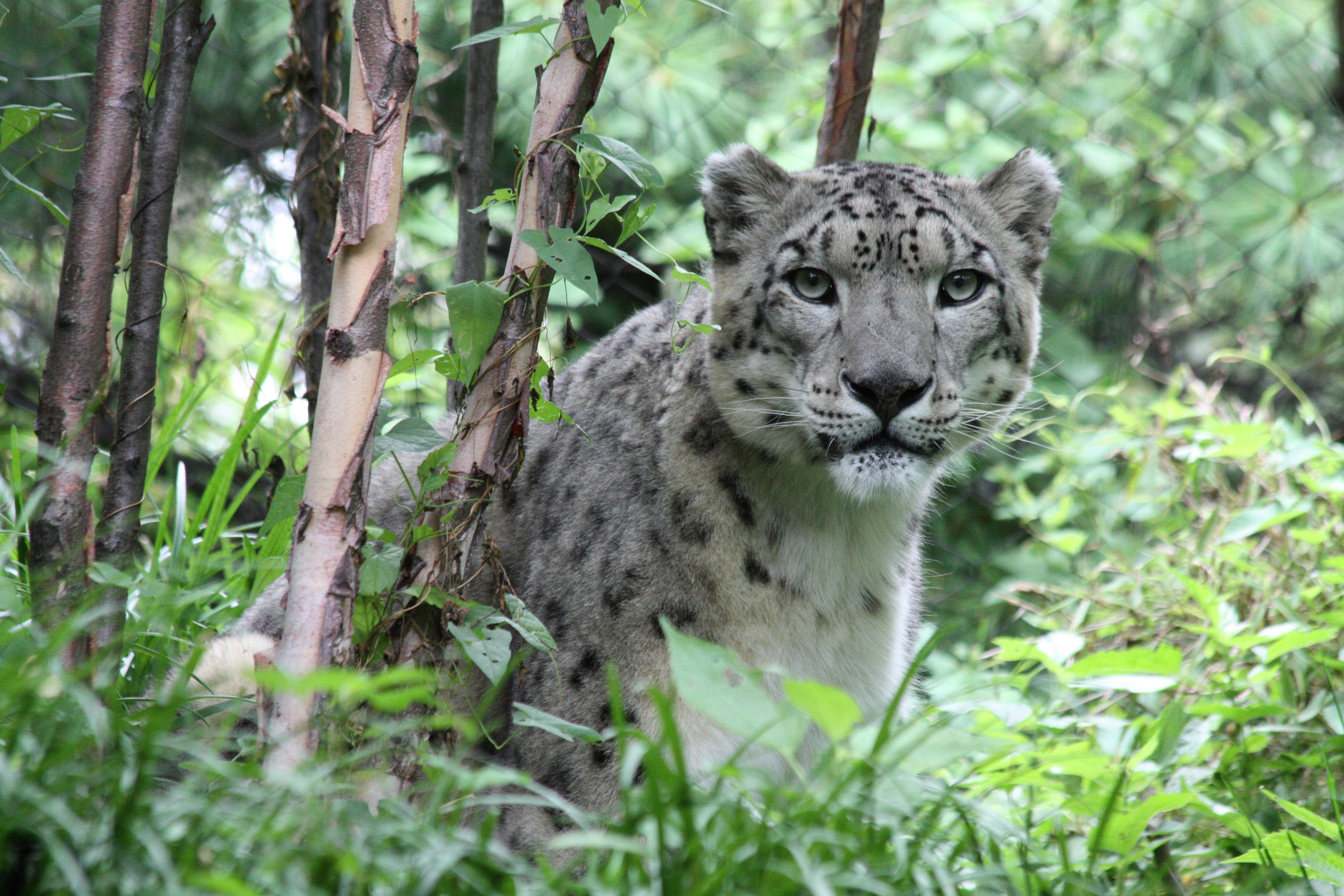 137383 baixar papel de parede gato grande, animais, snow leopard, predator, predador - protetores de tela e imagens gratuitamente