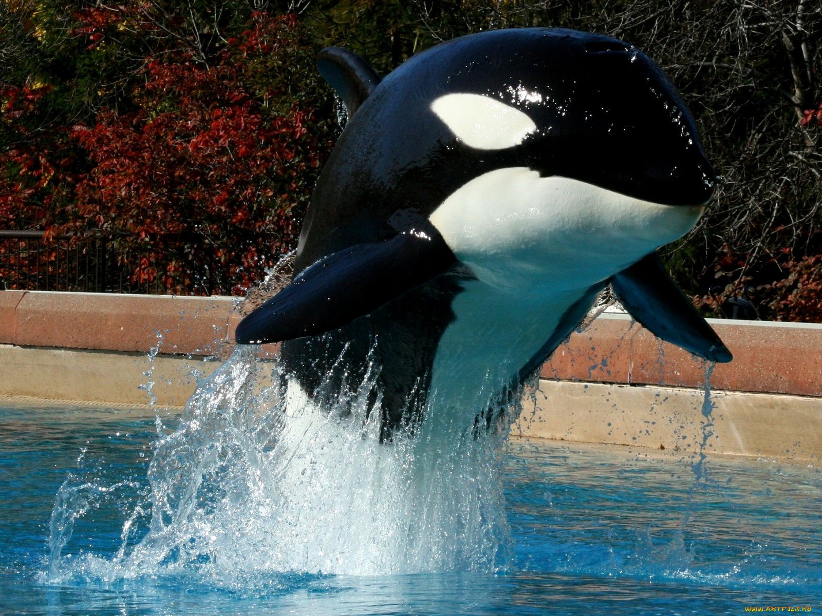 617548 descargar fondo de pantalla orca, animales: protectores de pantalla e imágenes gratis