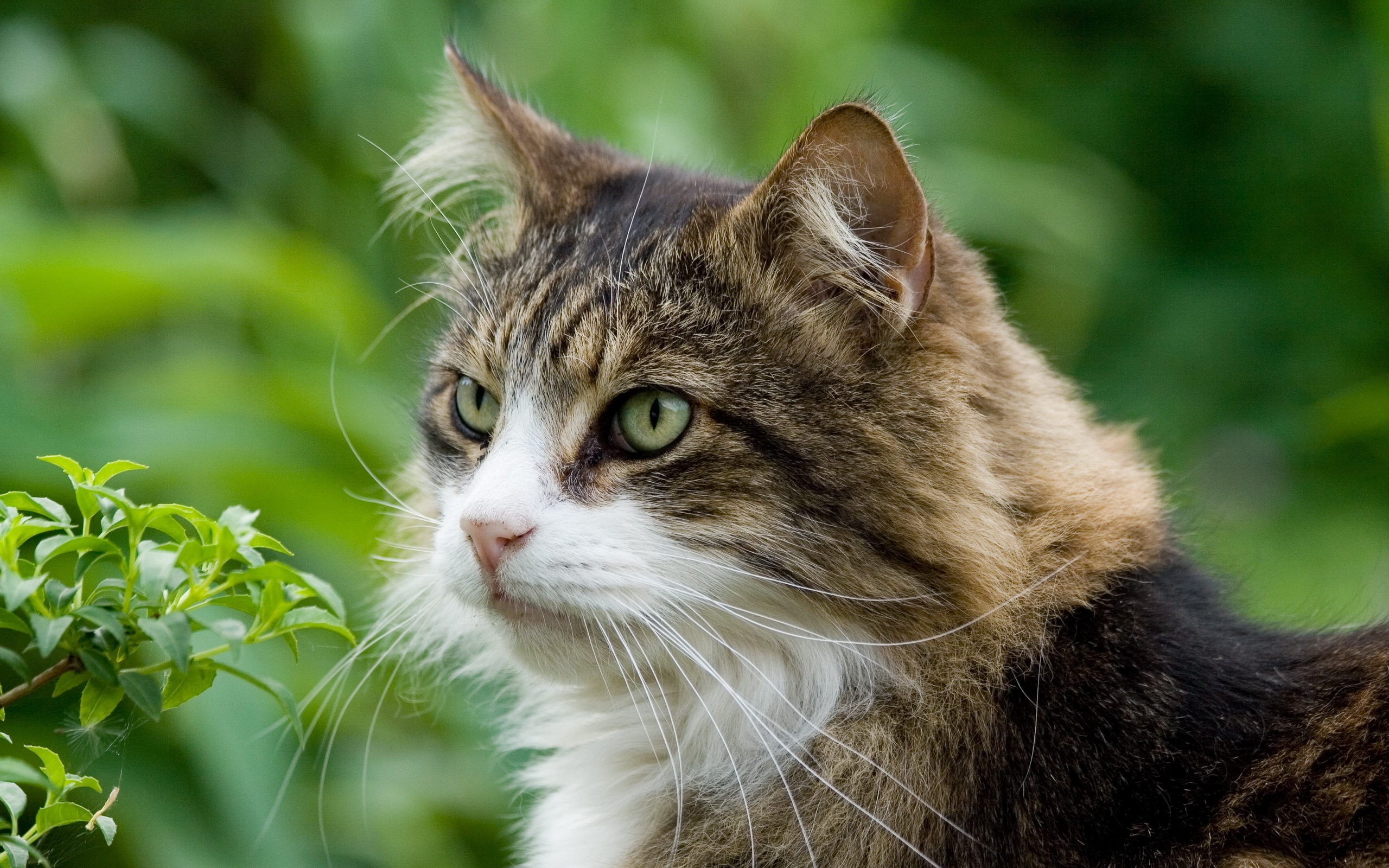 Descarga gratuita de fondo de pantalla para móvil de Gato, Gatos, Animales.