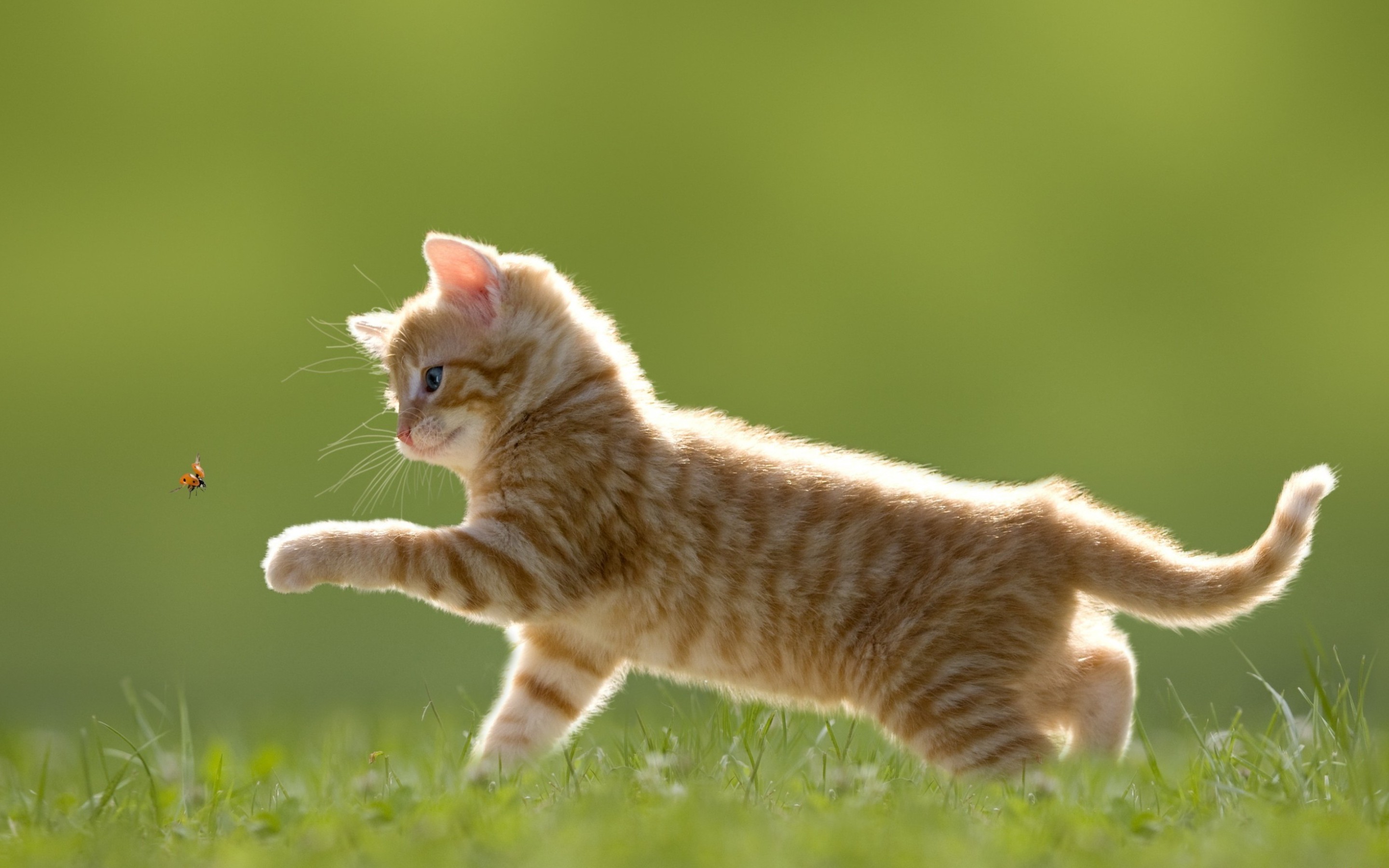 346236 descargar imagen gatito, animales, gato, mariquita, gatos: fondos de pantalla y protectores de pantalla gratis