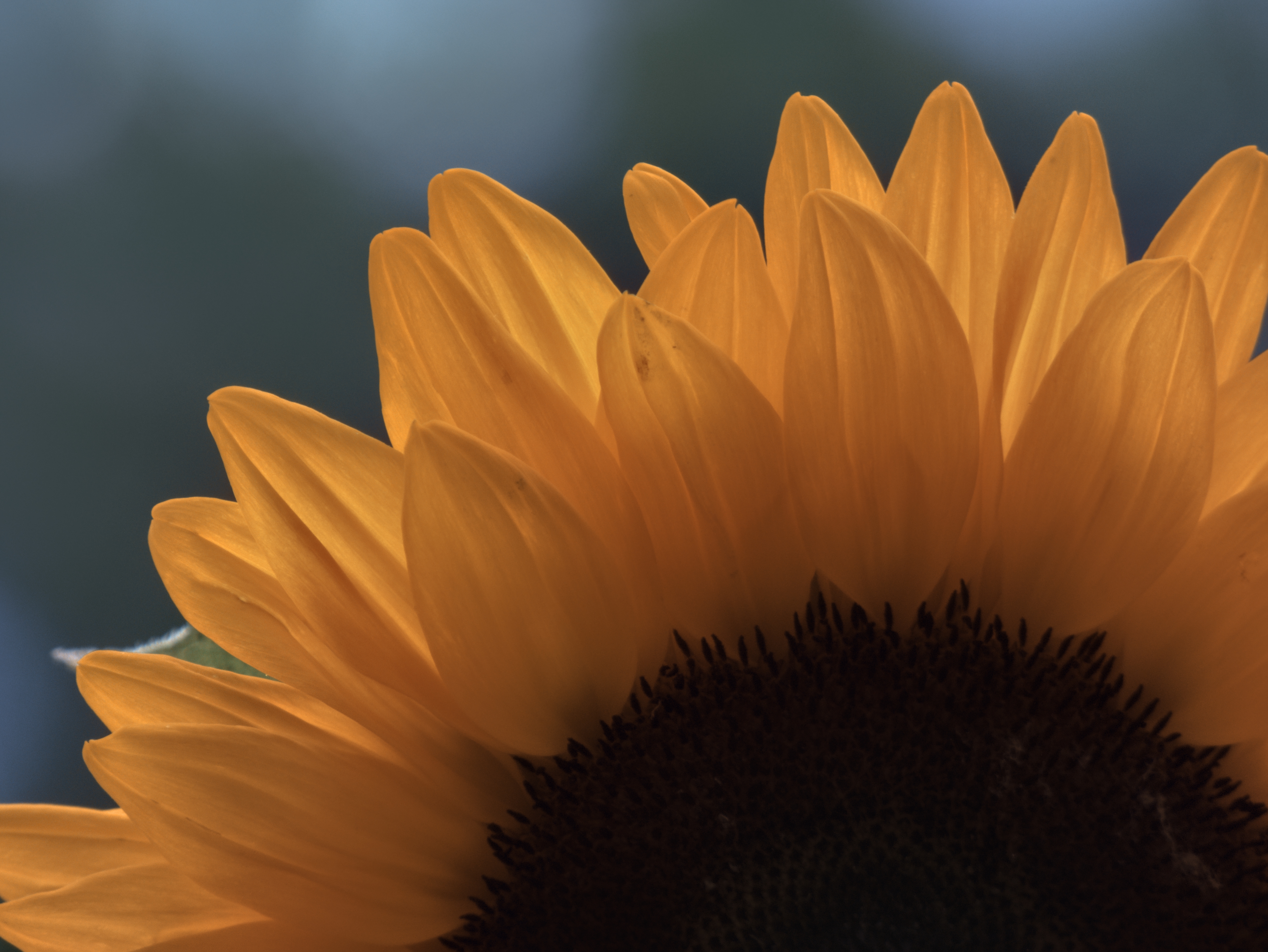 Download mobile wallpaper Macro, Flowers, Petals, Flower, Sunflower for free.