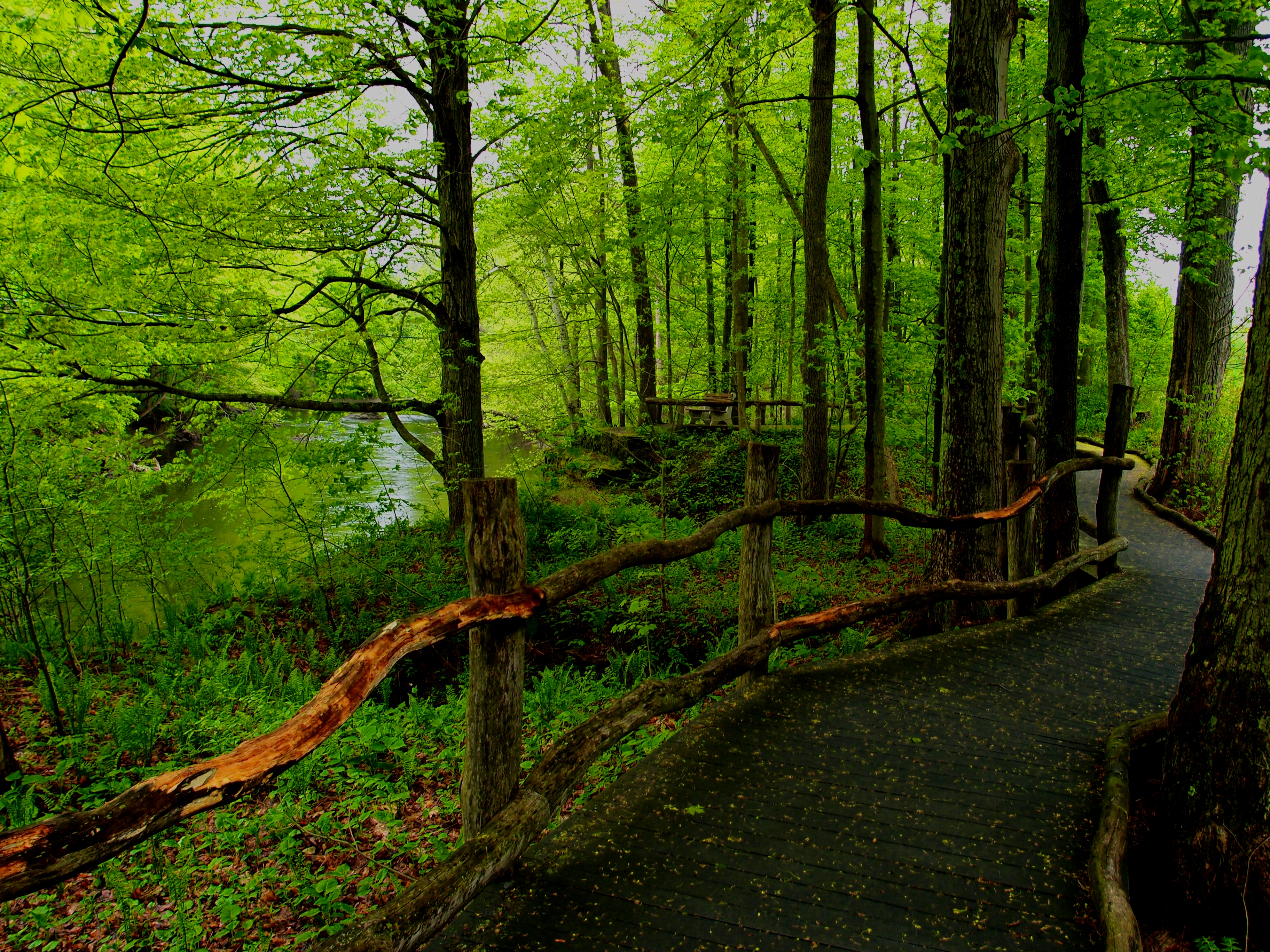 Free download wallpaper Forest, Tree, Path, Fence, Boardwalk, Man Made on your PC desktop