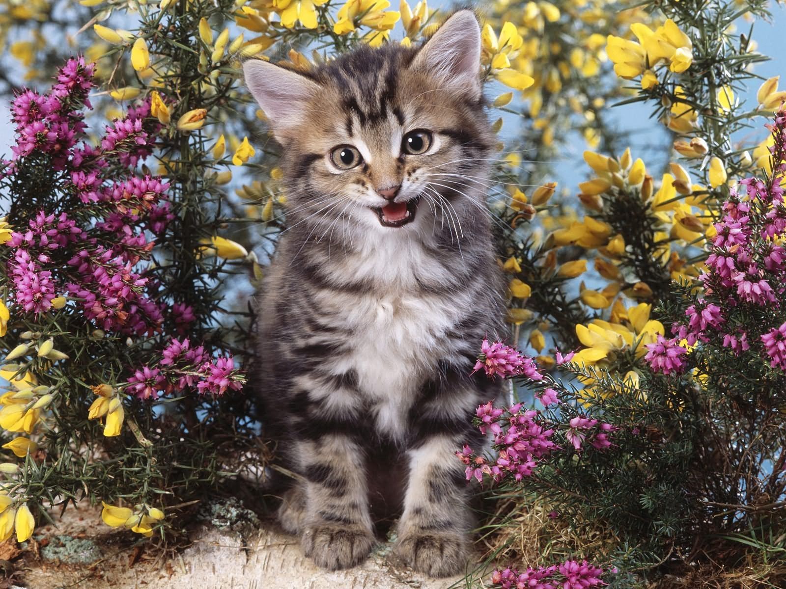 Download mobile wallpaper Scream, Animals, Kitty, Cry, Kitten, Flowers for free.