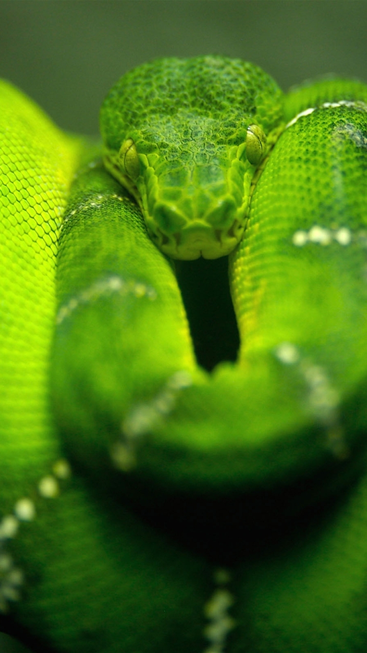 animal, emerald tree boa, snake