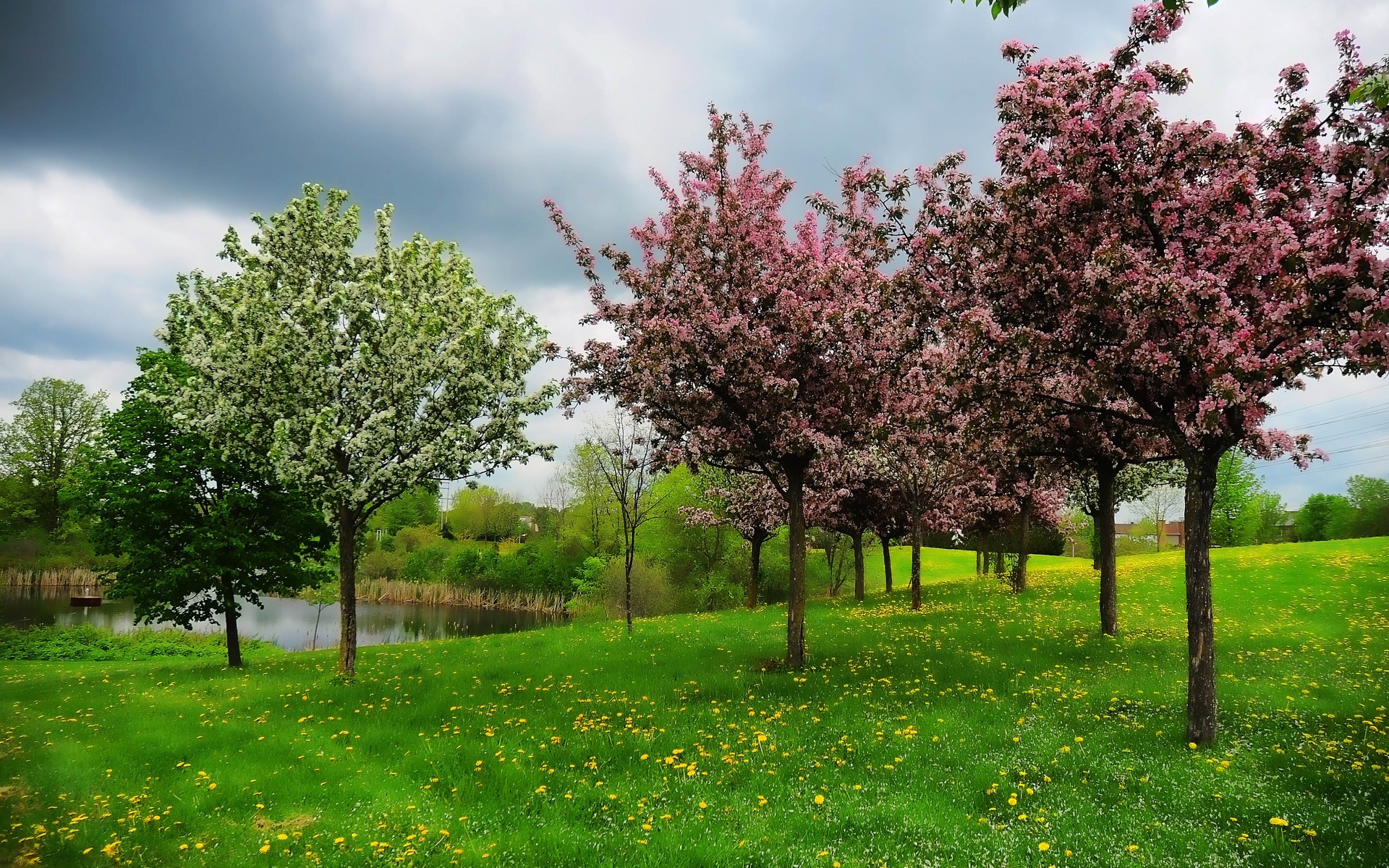 Free download wallpaper Earth, Field, Spring, Blossom on your PC desktop