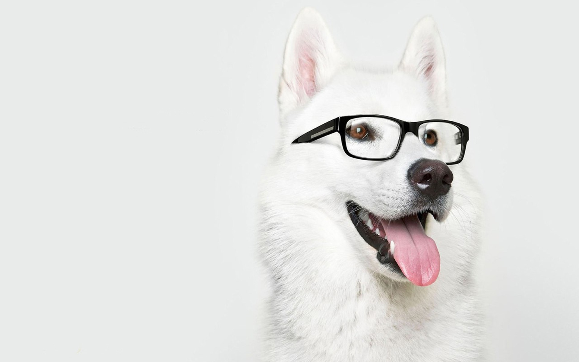 Handy-Wallpaper Humor, Tiere, Hund, Brille kostenlos herunterladen.