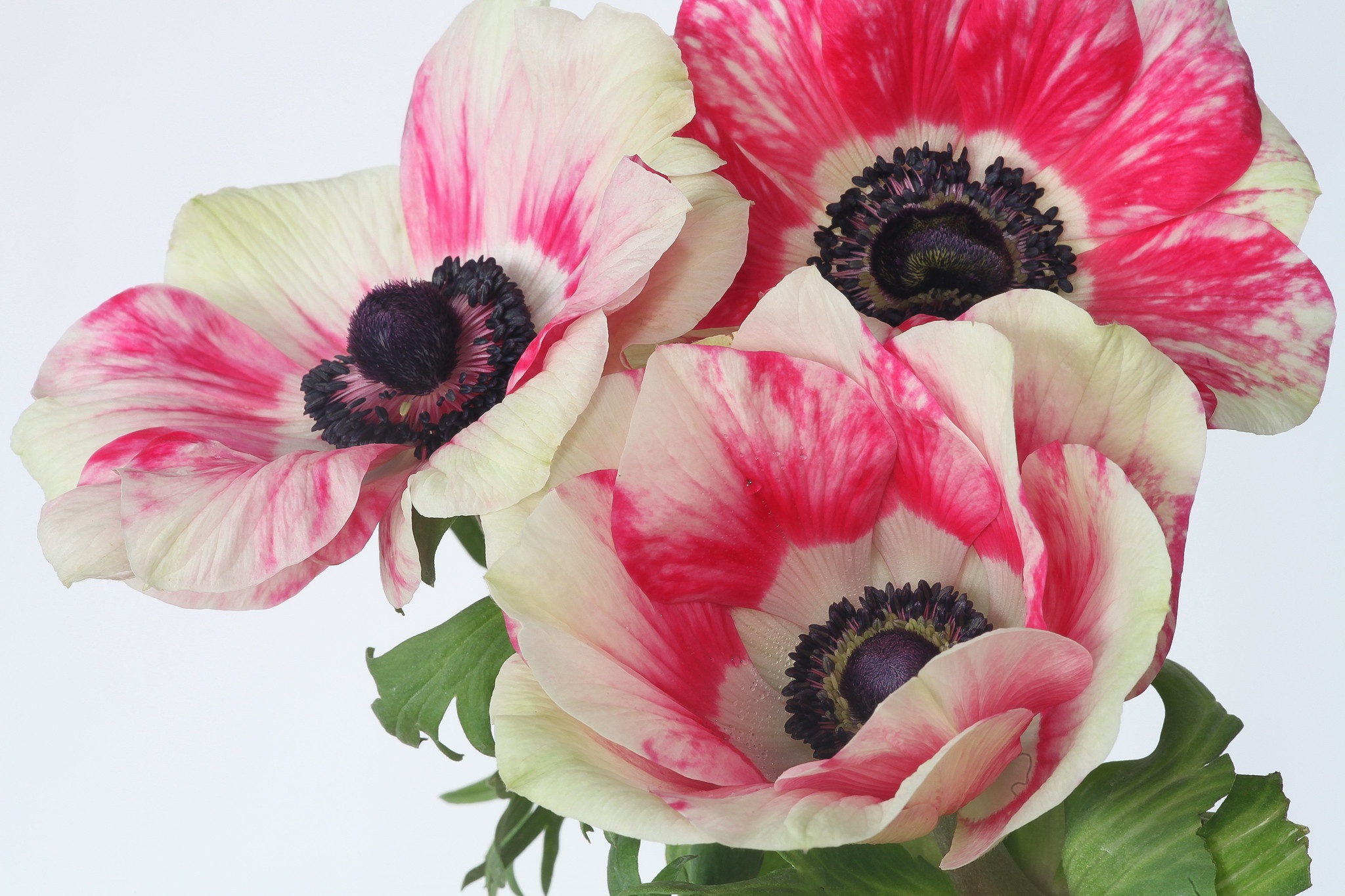Free download wallpaper Flower, Earth, Petal, Anemone on your PC desktop