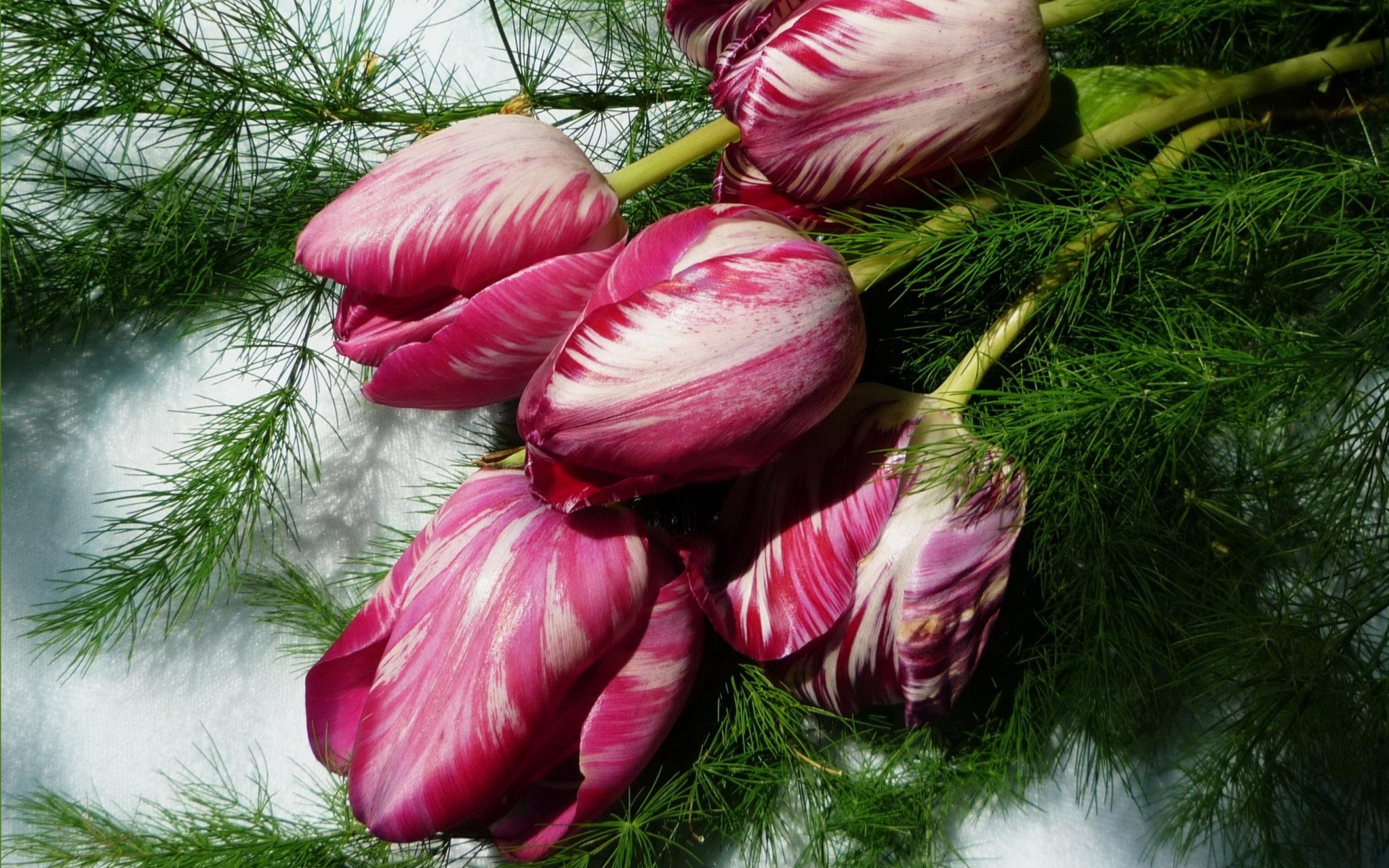 Téléchargez des papiers peints mobile Tulipe, Fleurs, Fleur, Terre/nature gratuitement.