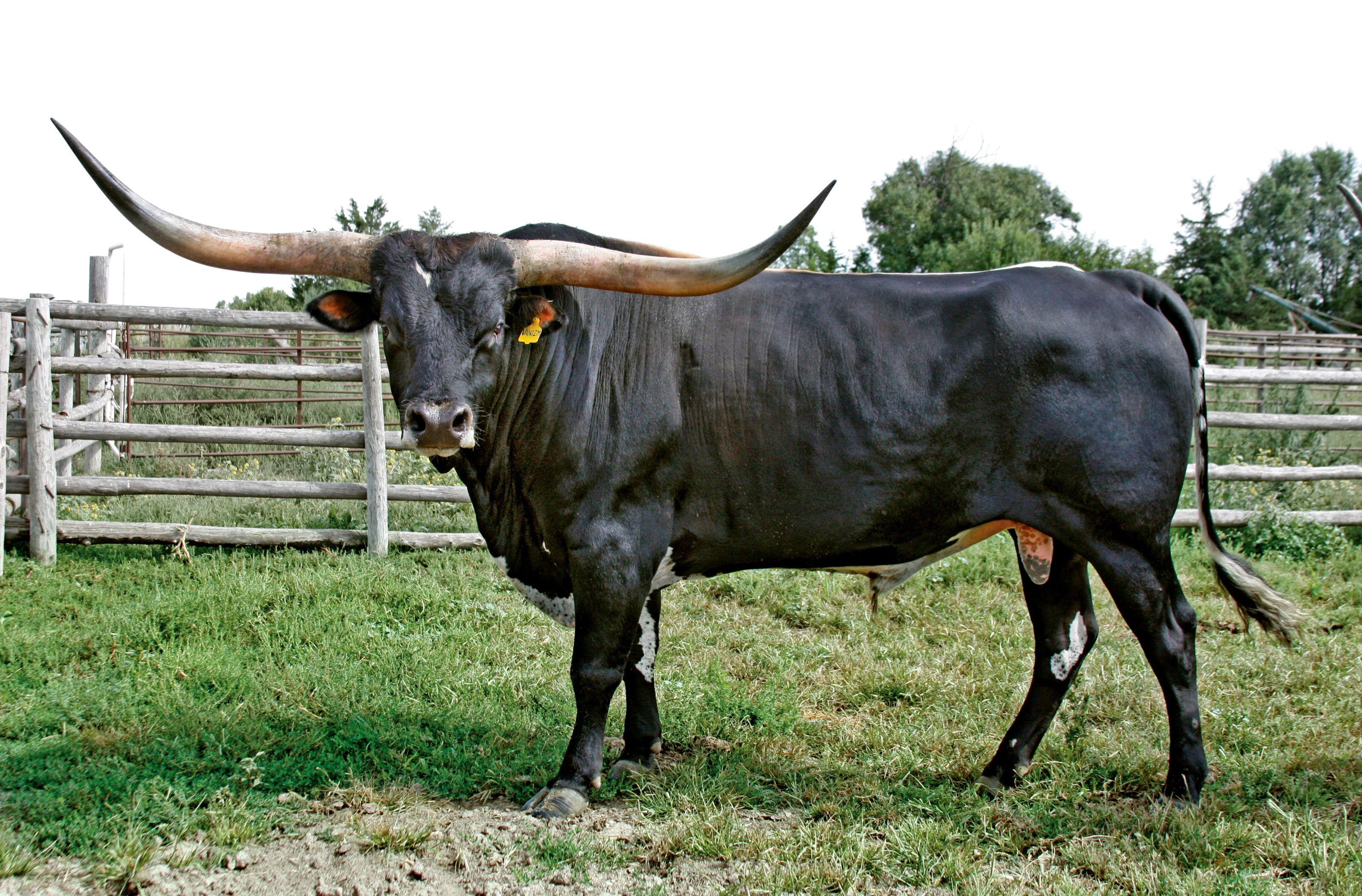 539878 скачать картинку корова, животные - обои и заставки бесплатно