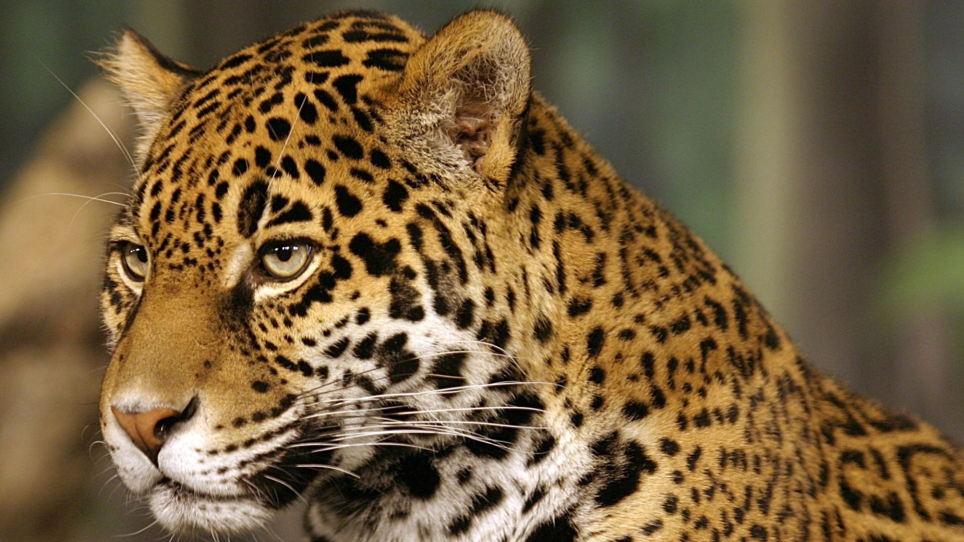 80041 Bild herunterladen big cat, tiere, jaguar, gefleckt, fleckig, farbe, raubtier, predator, große katze - Hintergrundbilder und Bildschirmschoner kostenlos