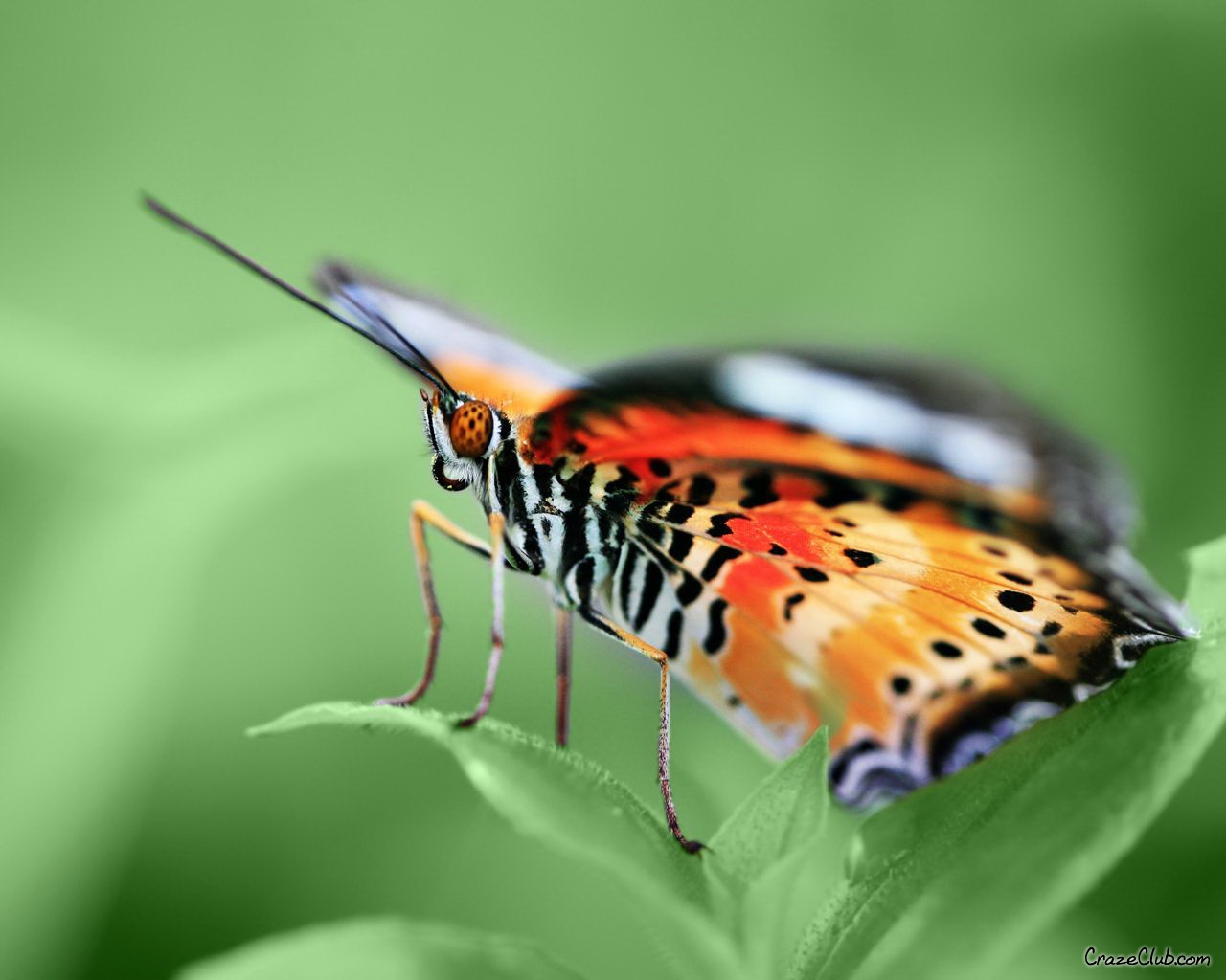 Download mobile wallpaper Butterfly, Animal for free.