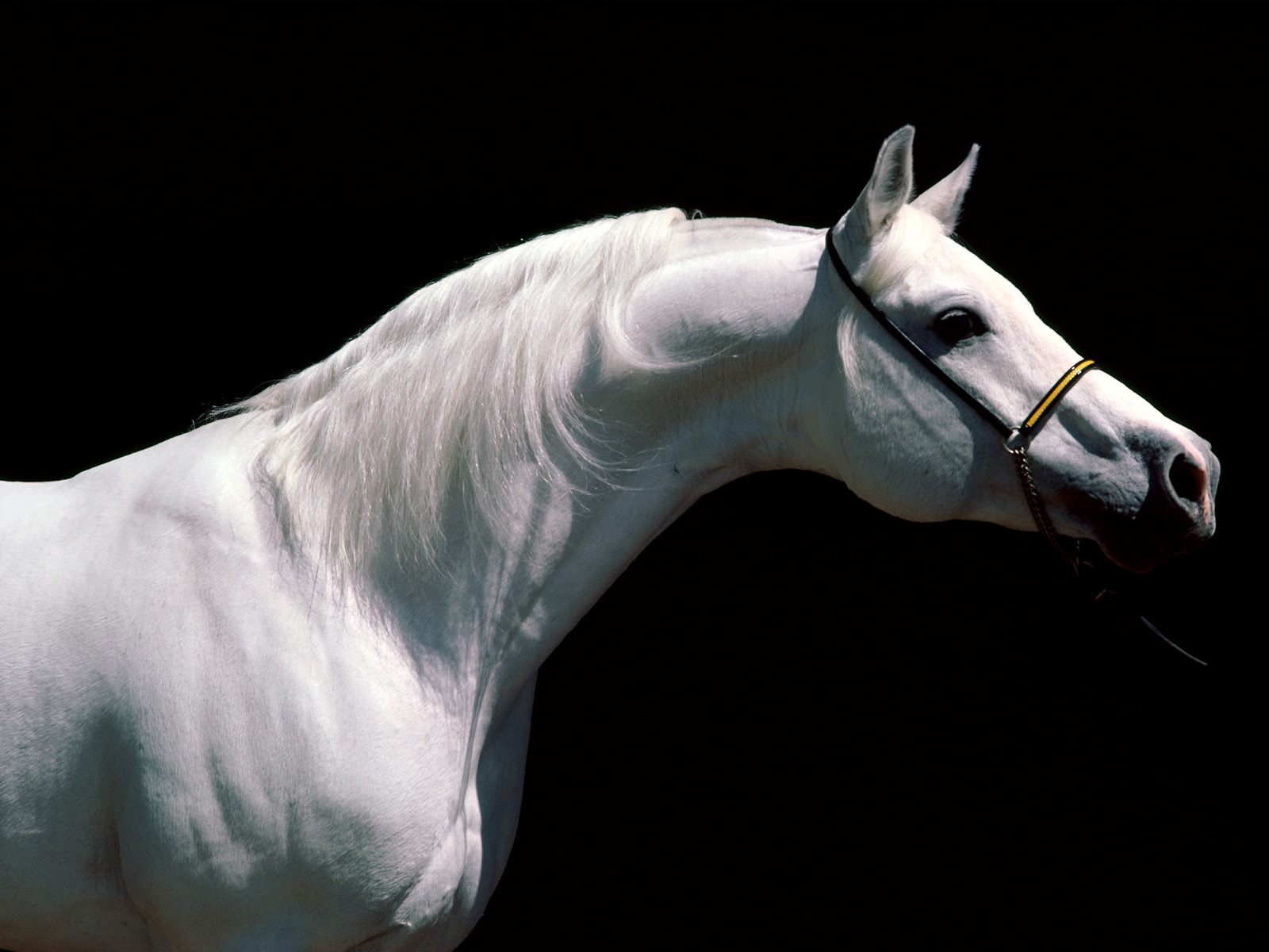 Download mobile wallpaper Animal, Horse for free.