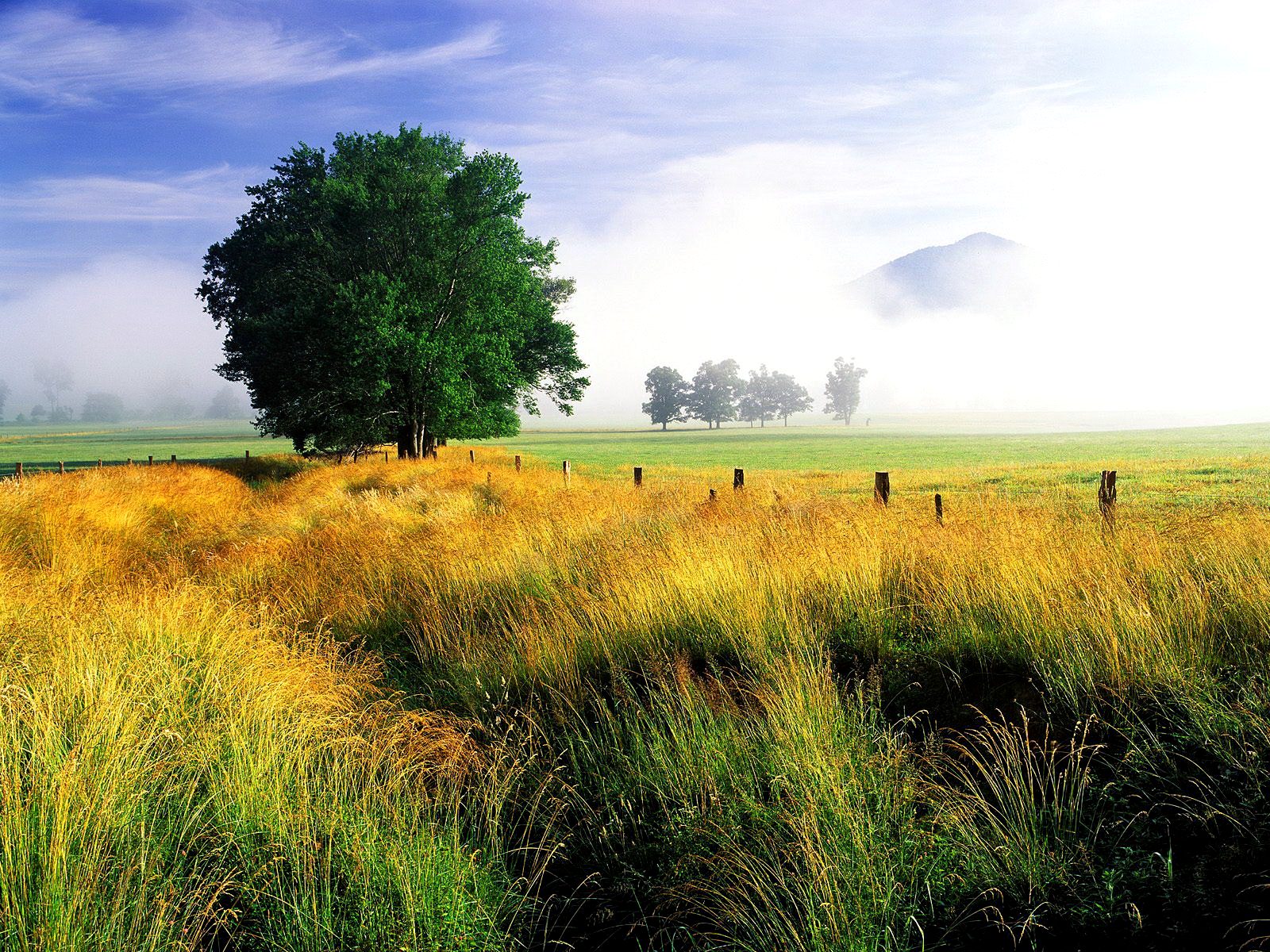 Download mobile wallpaper Grass, Tree, Earth, Field, Fence for free.