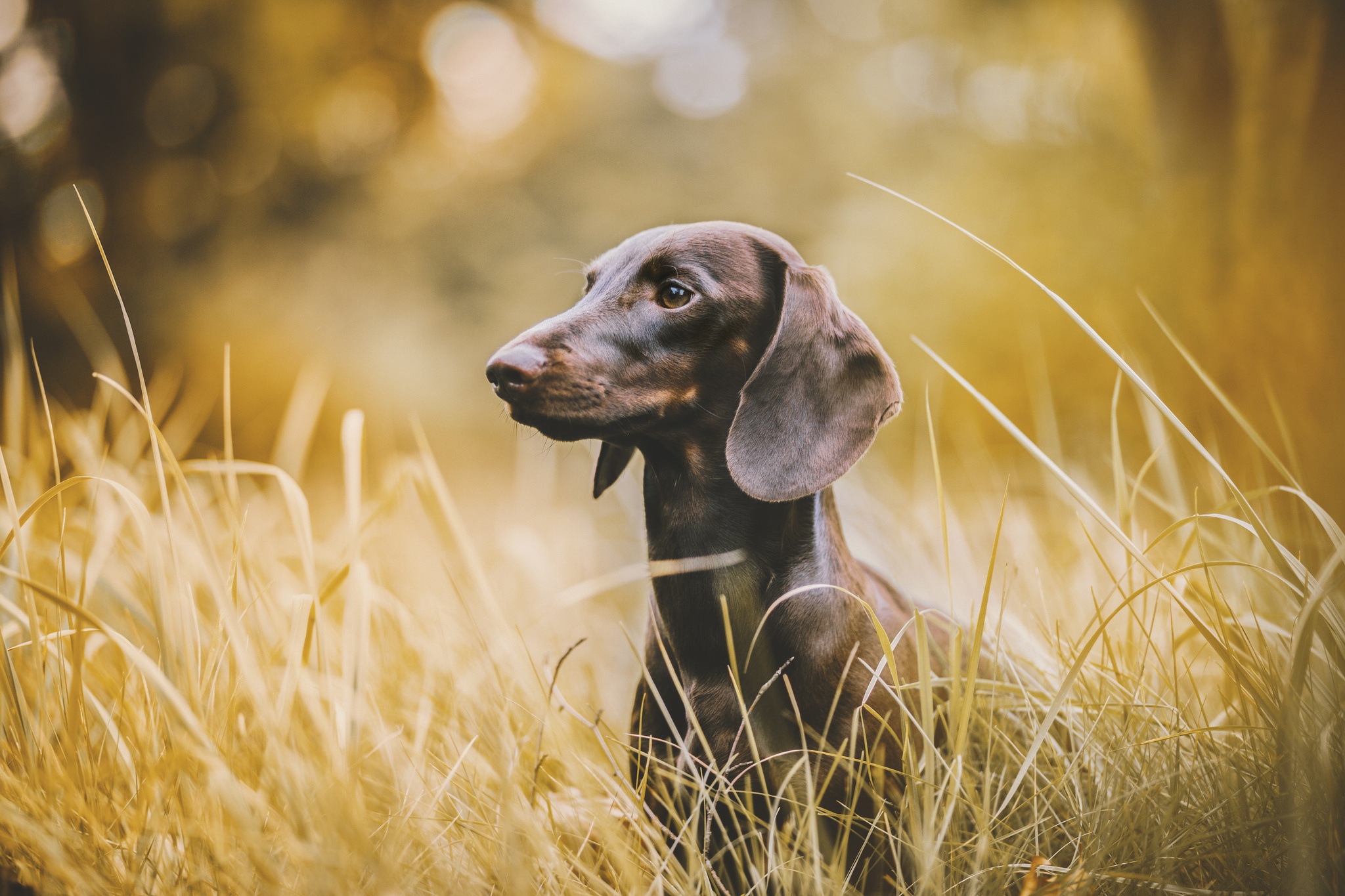 Free download wallpaper Dogs, Grass, Dog, Animal, Dachshund, Depth Of Field on your PC desktop