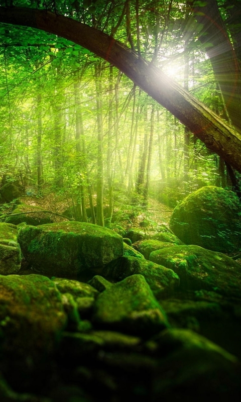 Download mobile wallpaper Nature, Forest, Earth, Stone, Moss, Germany, Bavaria, Sunbeam, Sunbean for free.