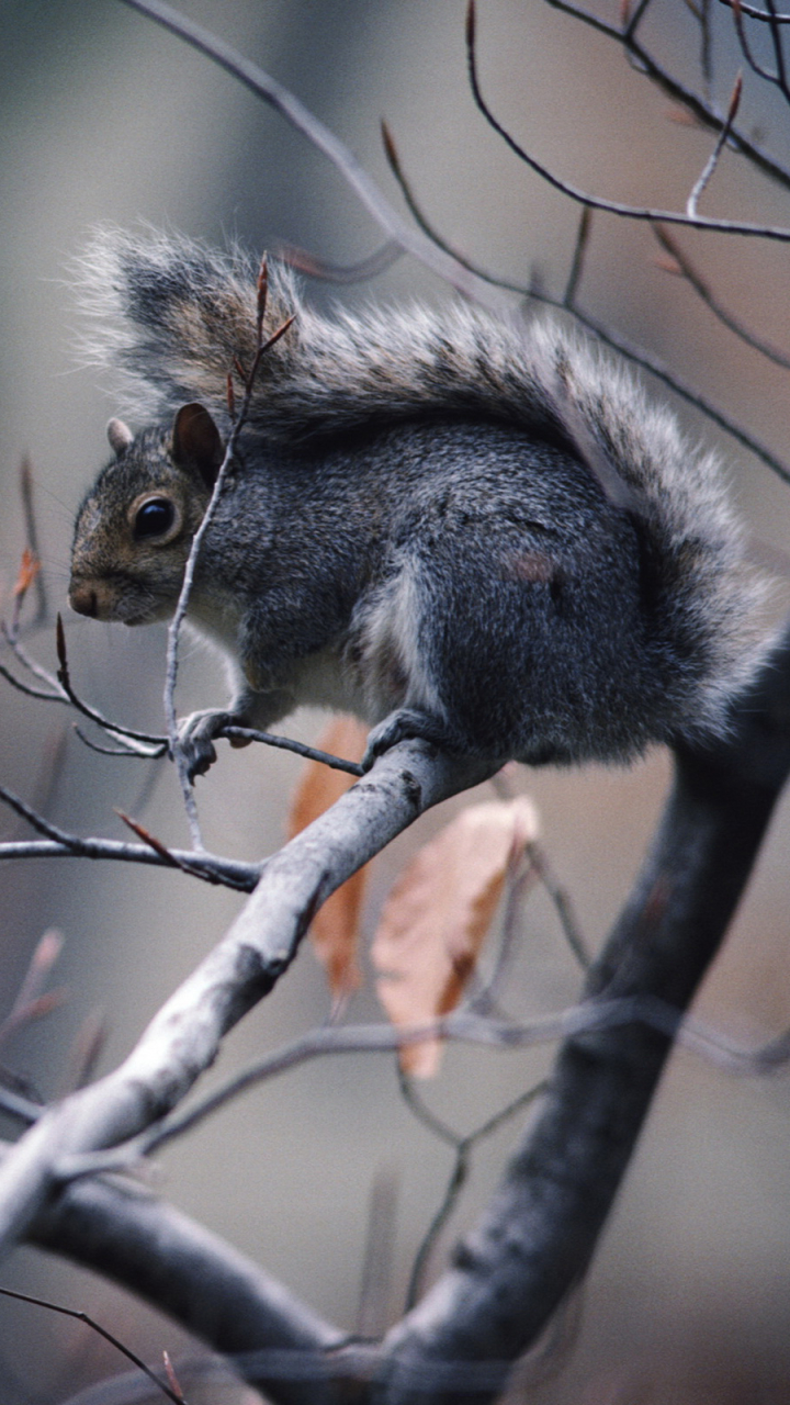 Download mobile wallpaper Squirrel, Animal for free.