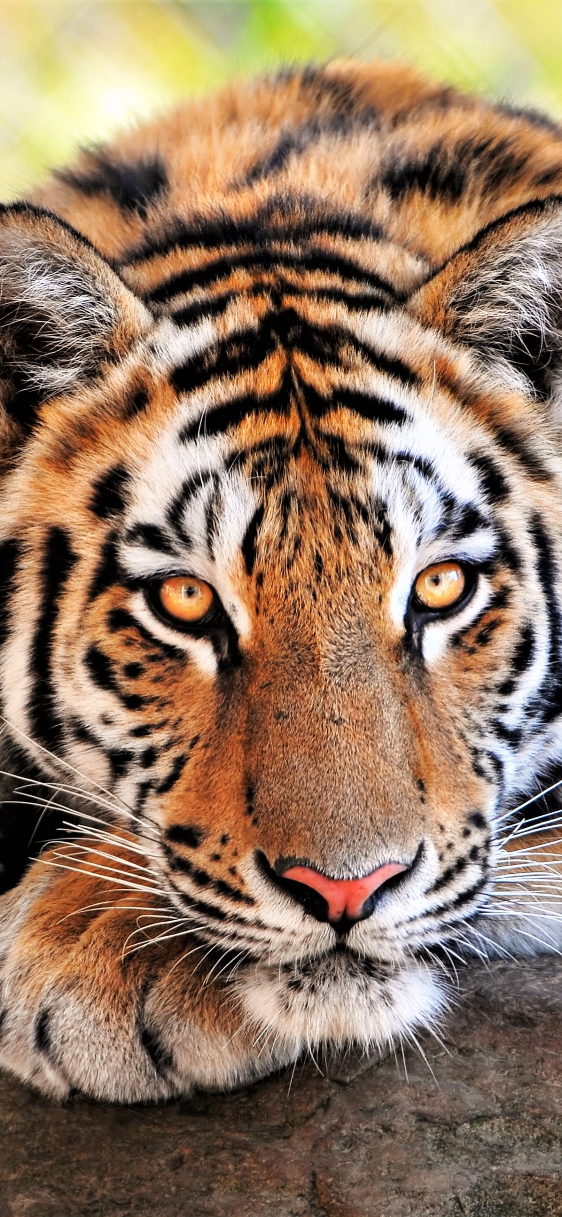 Baixar papel de parede para celular de Animais, Gatos, Tigre, Tigre De Bengala gratuito.